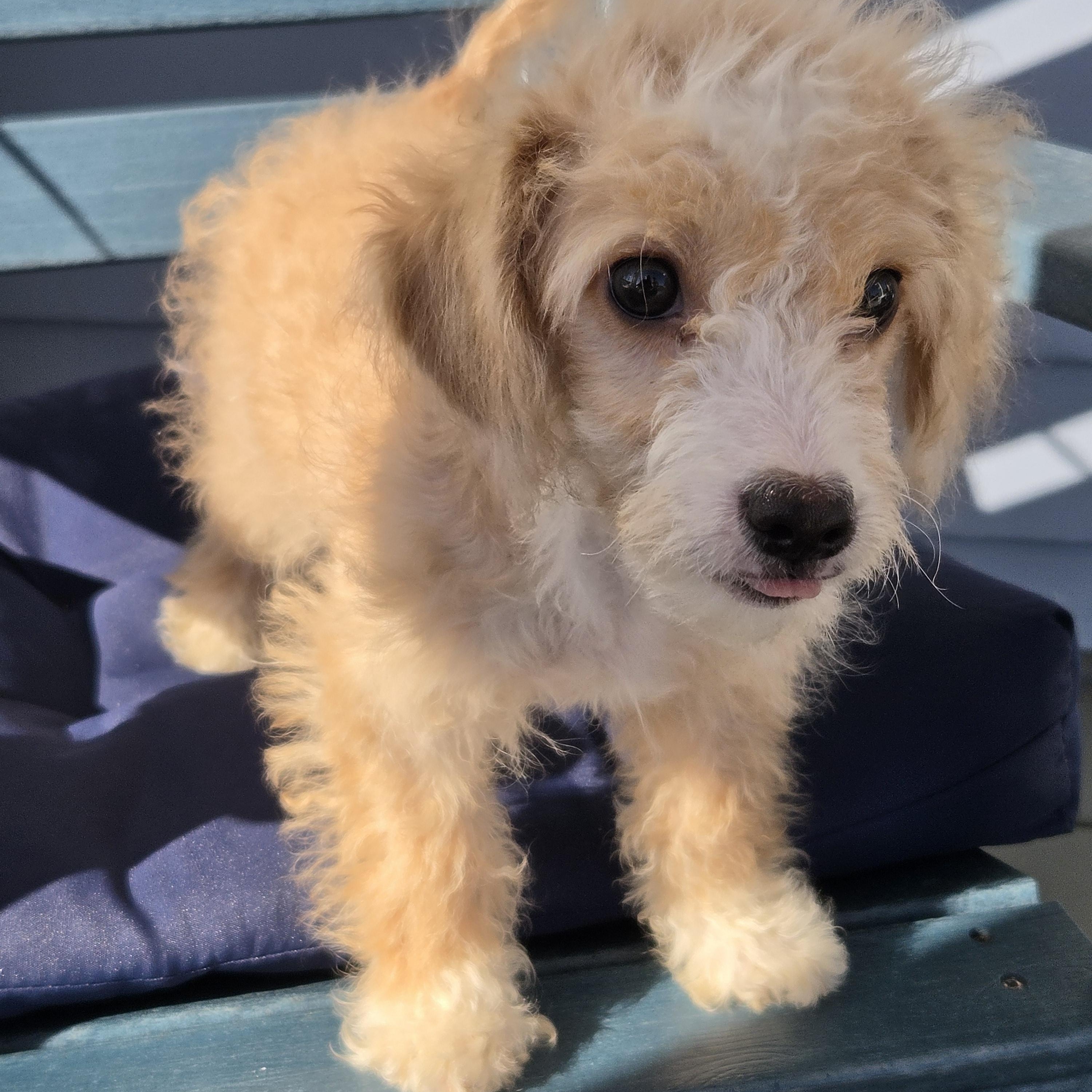 Enlarge Jaylynn, a Adoptable mixed breed in Torrance, CA image 2/3