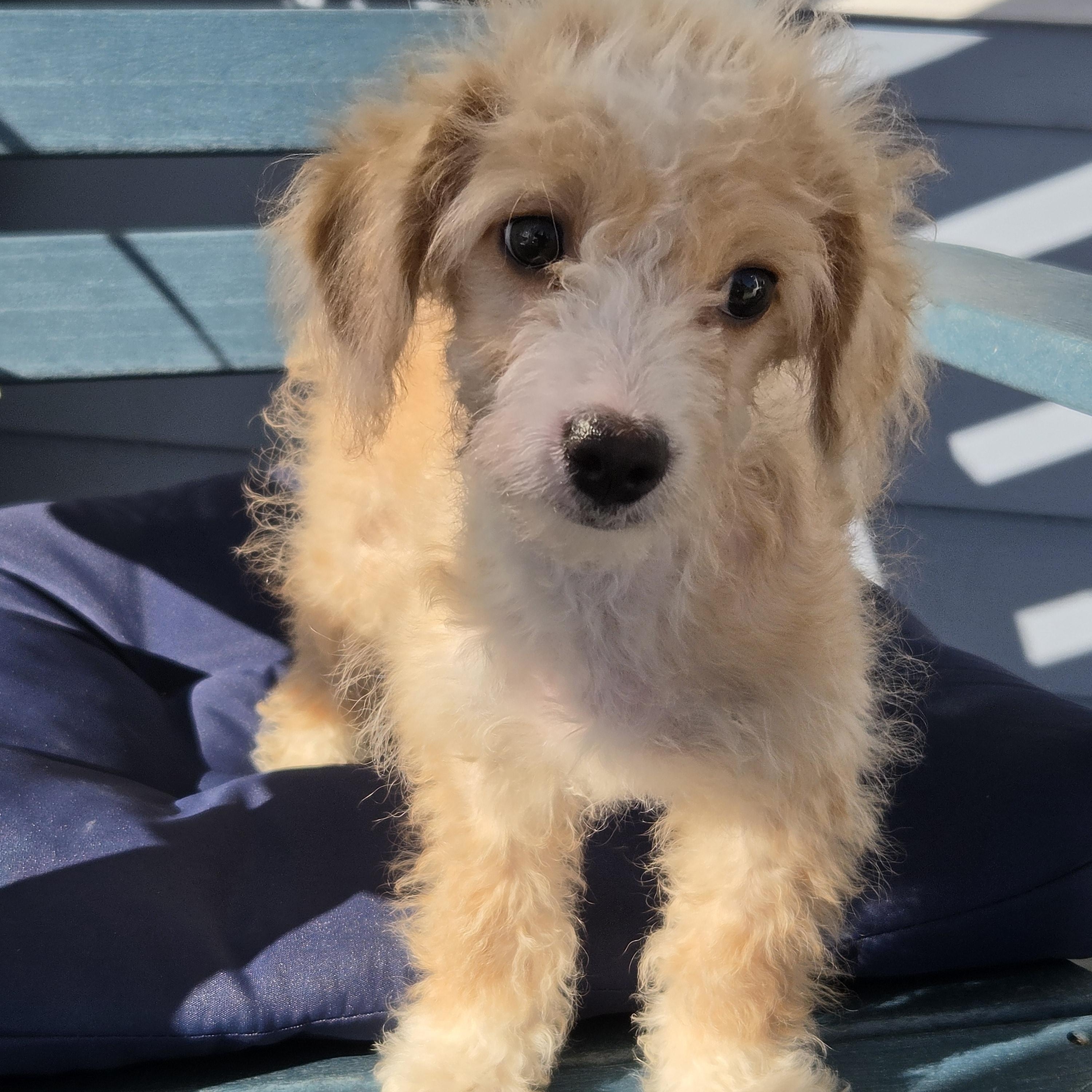 Enlarge Jaylynn, a Adoptable mixed breed in Torrance, CA image 3/3