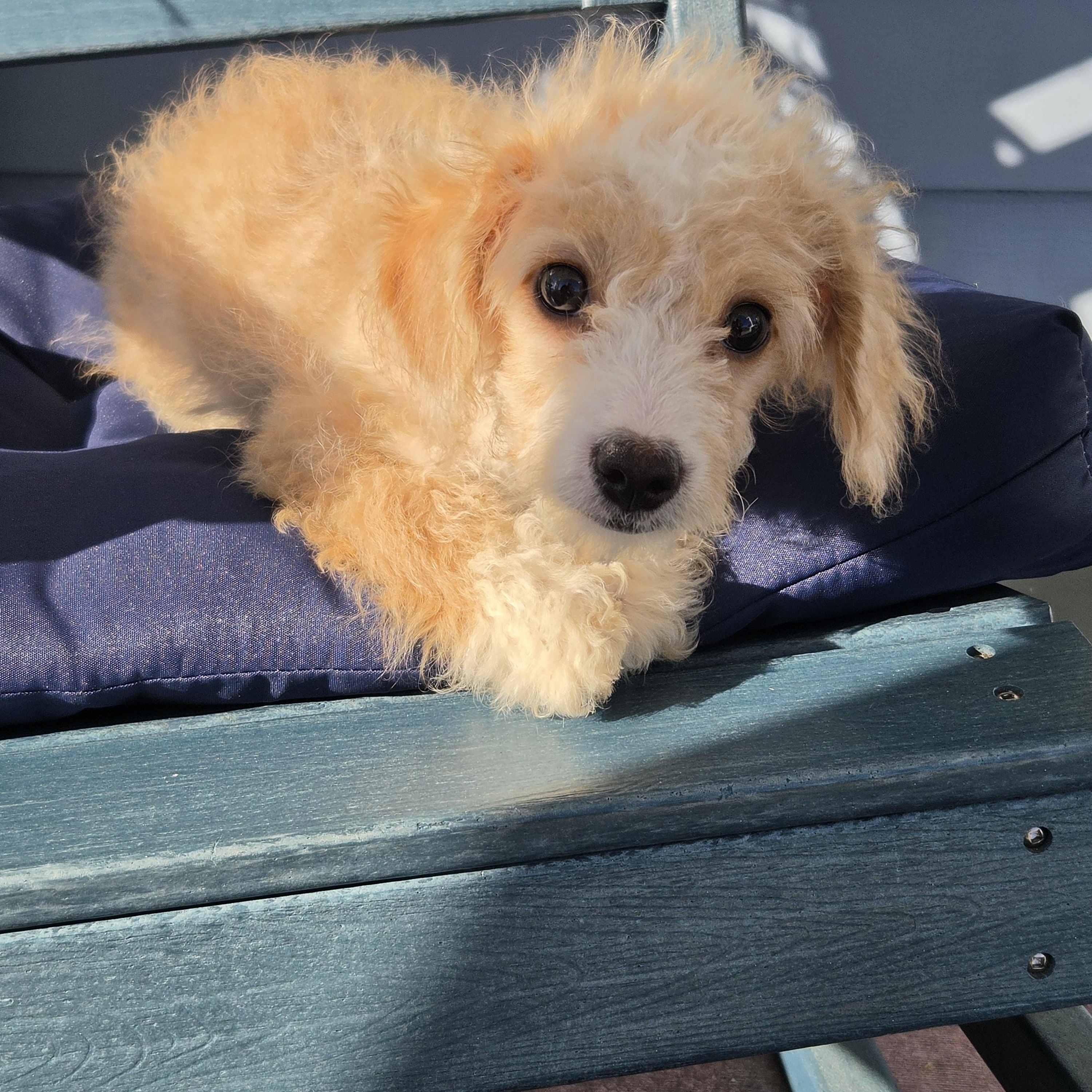 Jaylynn, Adoptable, Puppy Female Poodle (Toy).