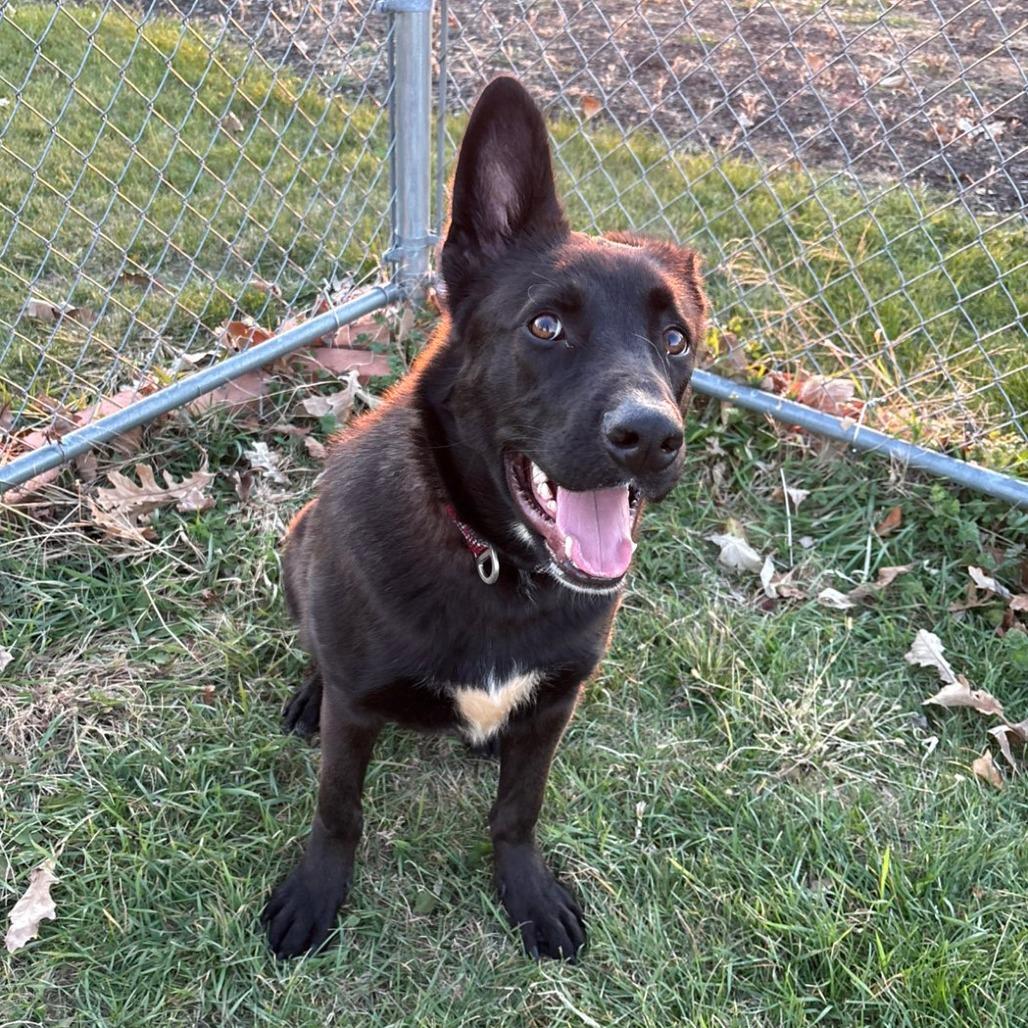 Enlarge Magneto, a Adoptable mixed breed in Pontiac, IL image 1/6