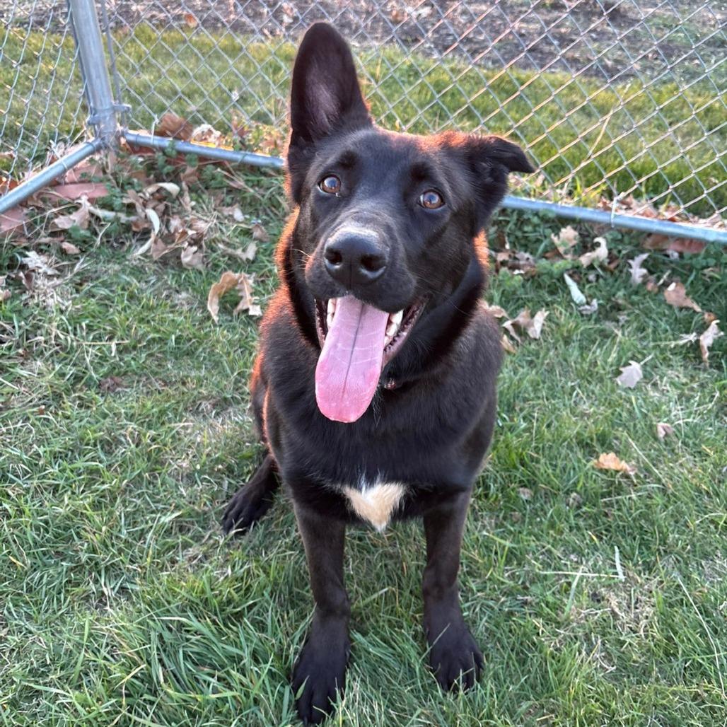 Enlarge Magneto, a Adoptable mixed breed in Pontiac, IL image 2/6