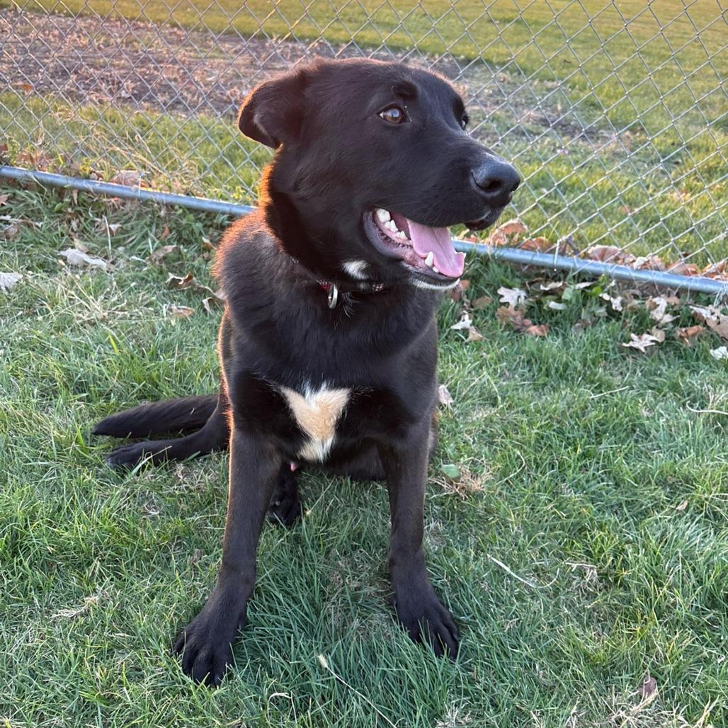 Enlarge Magneto, a Adoptable mixed breed in Pontiac, IL image 3/6