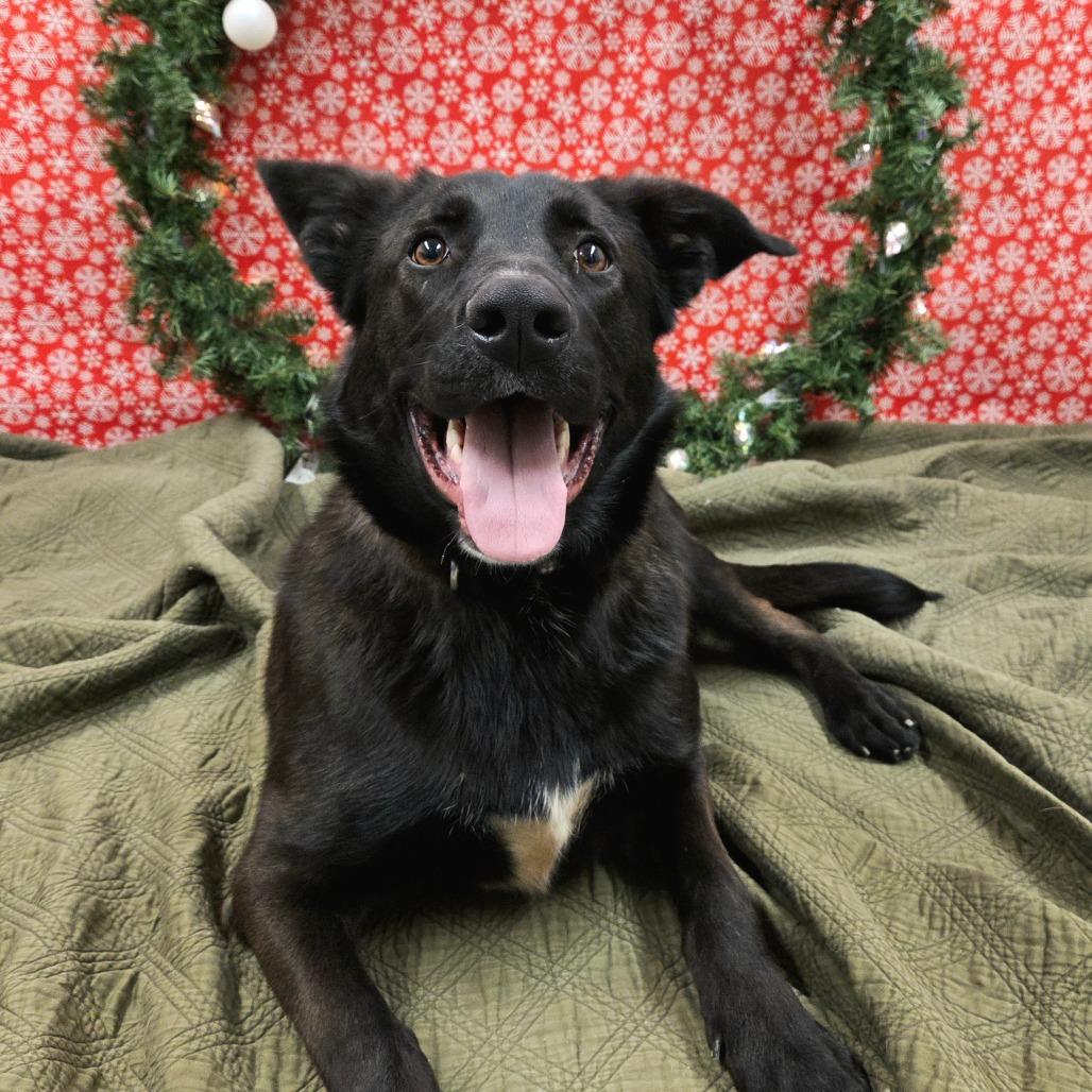 Enlarge Magneto, a Adoptable mixed breed in Pontiac, IL image 5/6