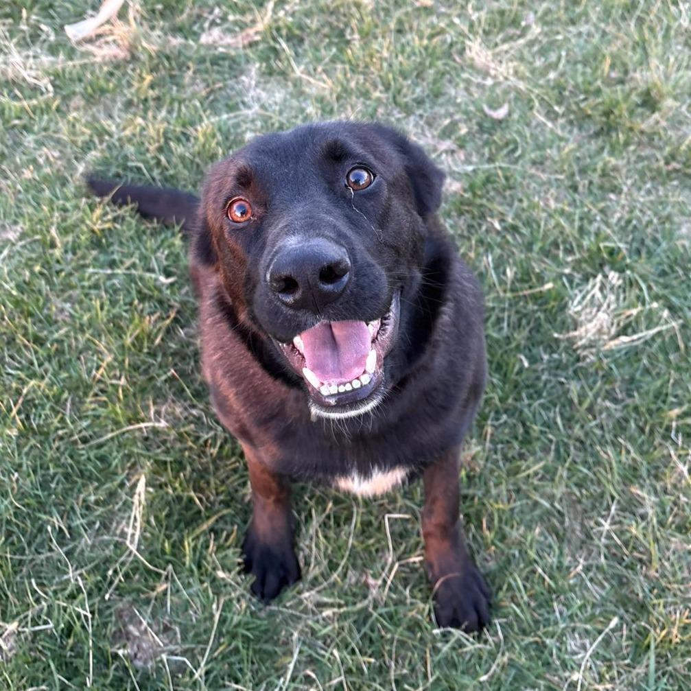 Enlarge Magneto, a Adoptable mixed breed in Pontiac, IL image 6/6