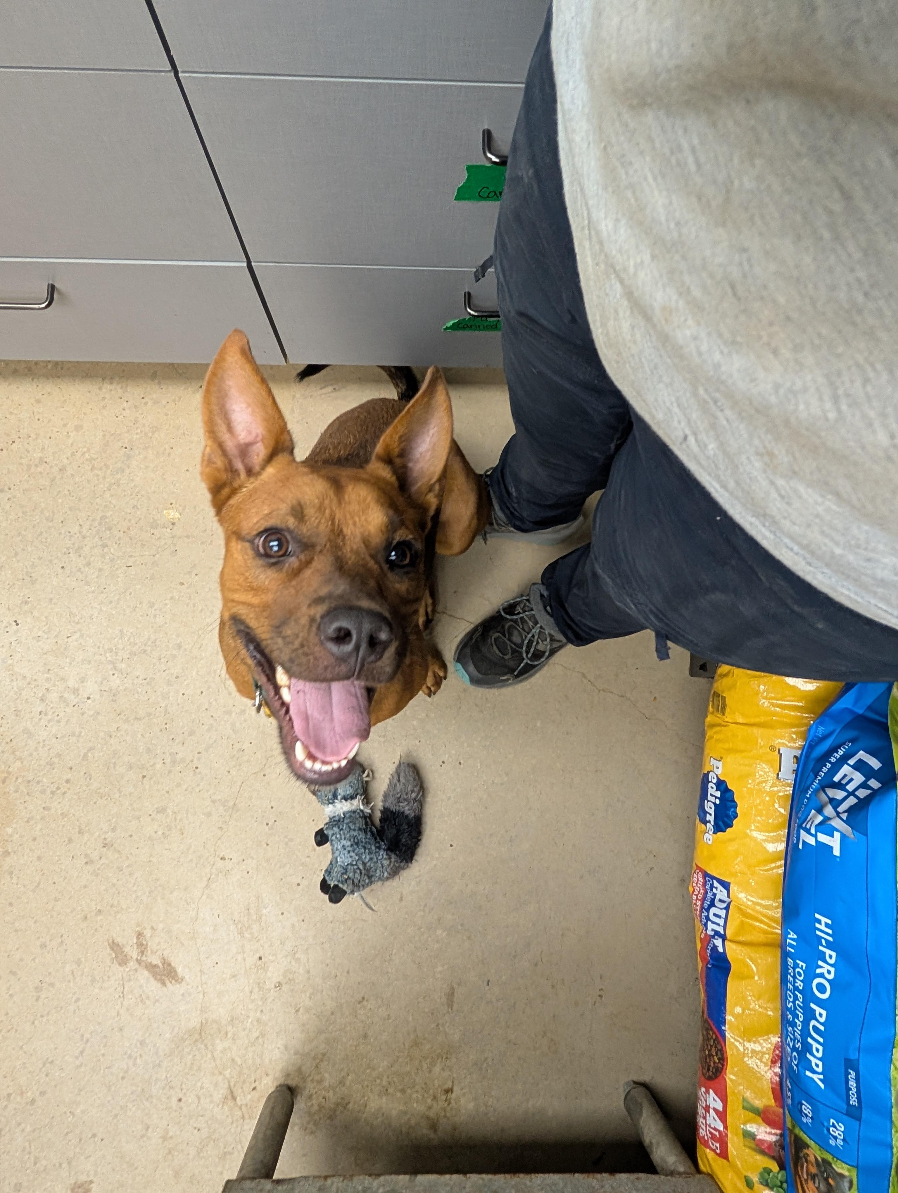 Rex, Adoptable, Young Male Carolina Dog.
