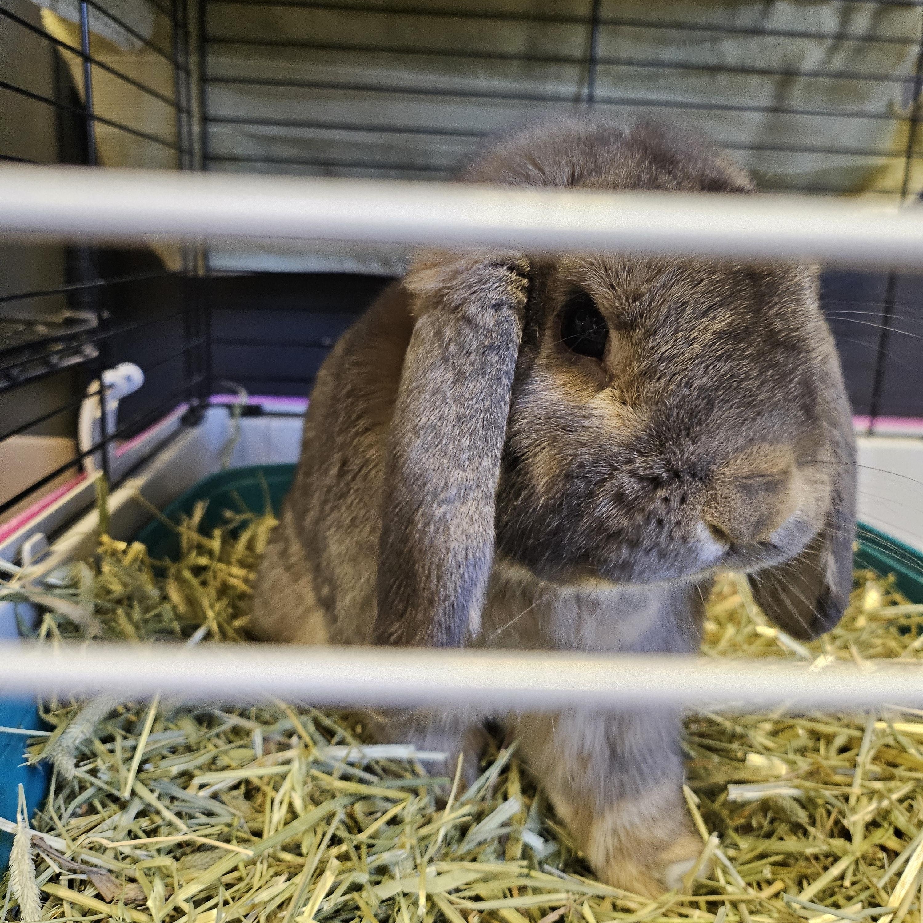 Enlarge Bagel, an adopted Mini Lop in South Elgin, IL image 2/3