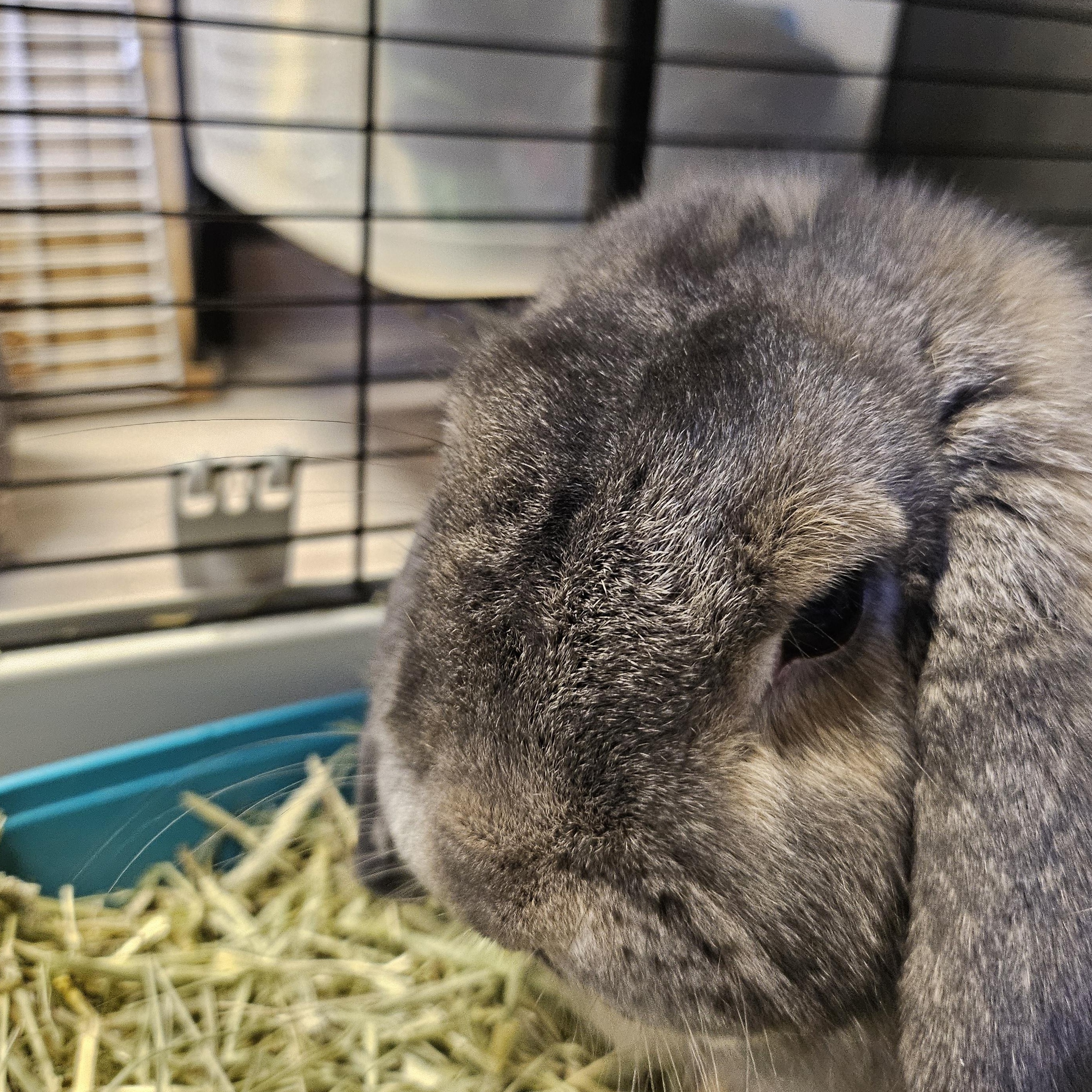 Enlarge Bagel, an adopted Mini Lop in South Elgin, IL image 3/3