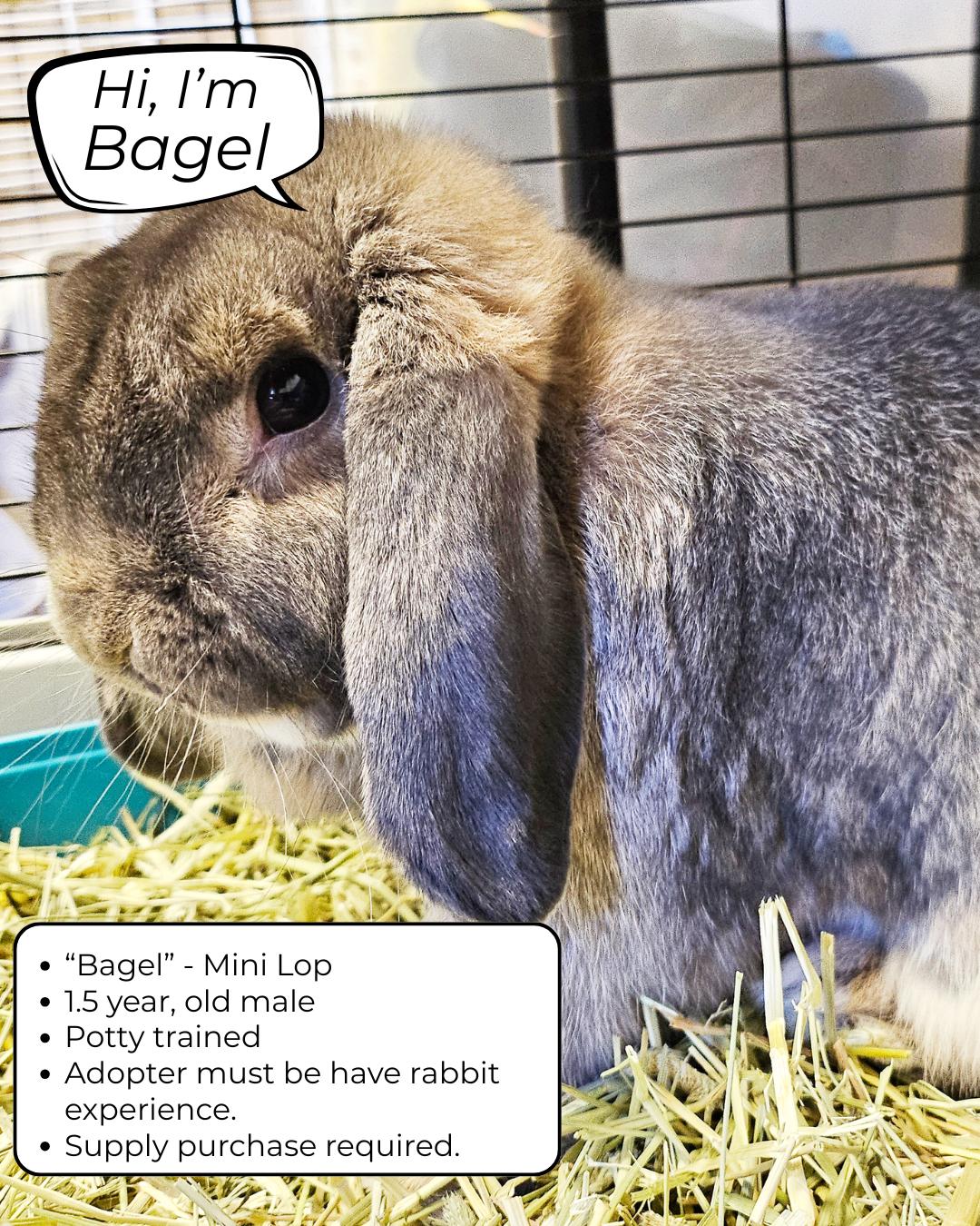 Bagel, adopted, Young Male Mini Lop.