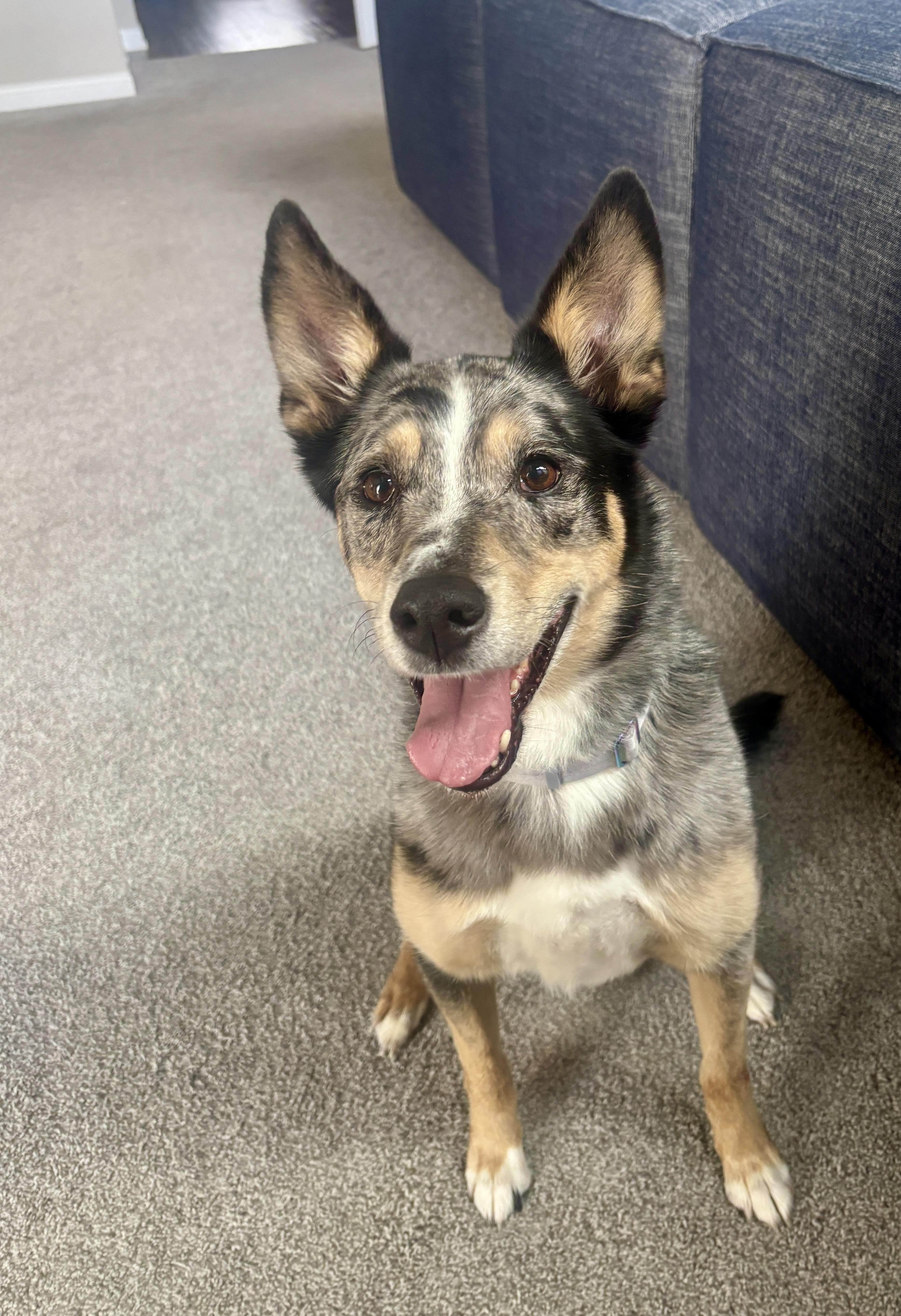 Nellie- courtesy post, Adoptable, Adult Female Australian Cattle Dog / Blue Heeler & Shepherd.