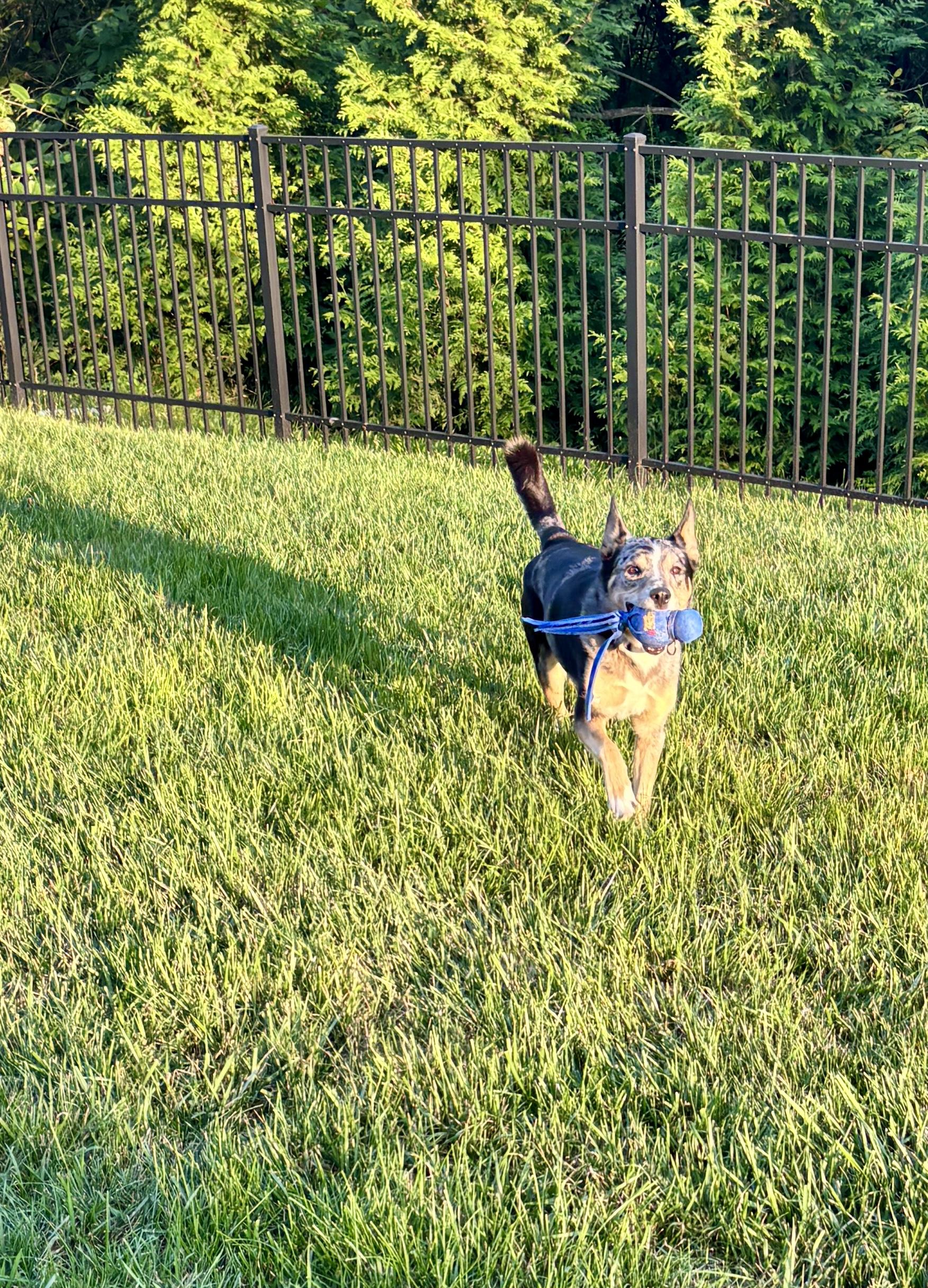 Enlarge Nellie- courtesy post, a Adoptable mixed breed in Cincinnati, OH image 3/3
