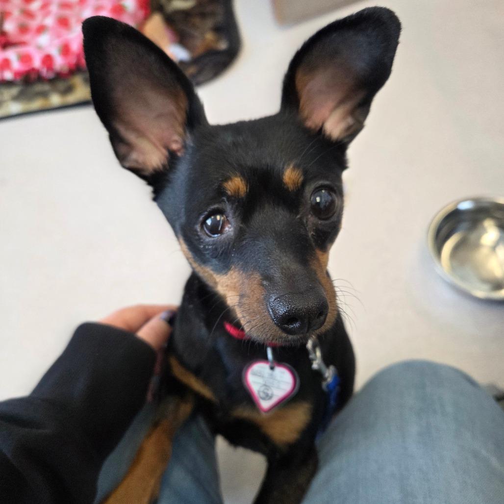 Daisy-In Foster — thumbnail 2