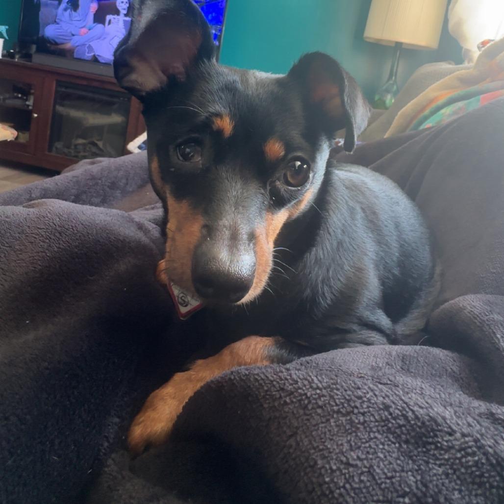 Daisy-In Foster — thumbnail 3