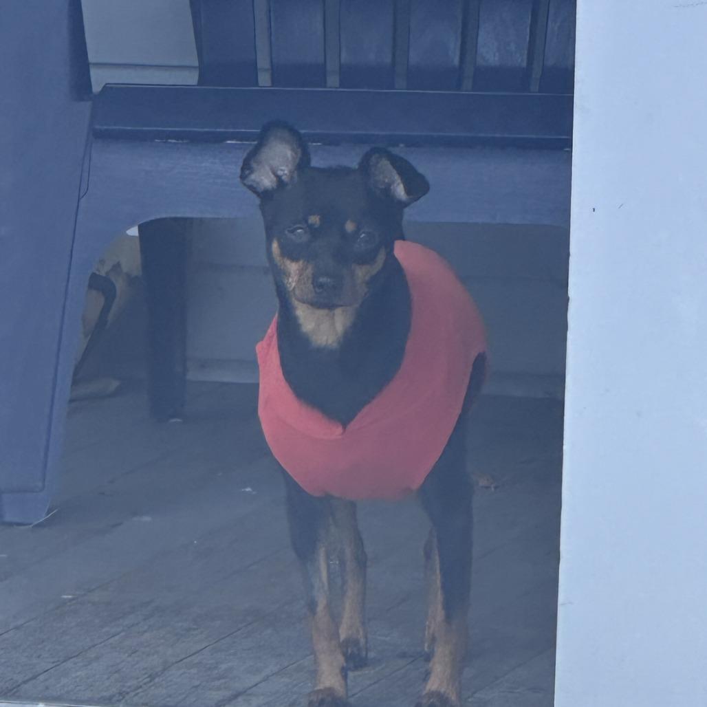 Daisy-In Foster — thumbnail 4