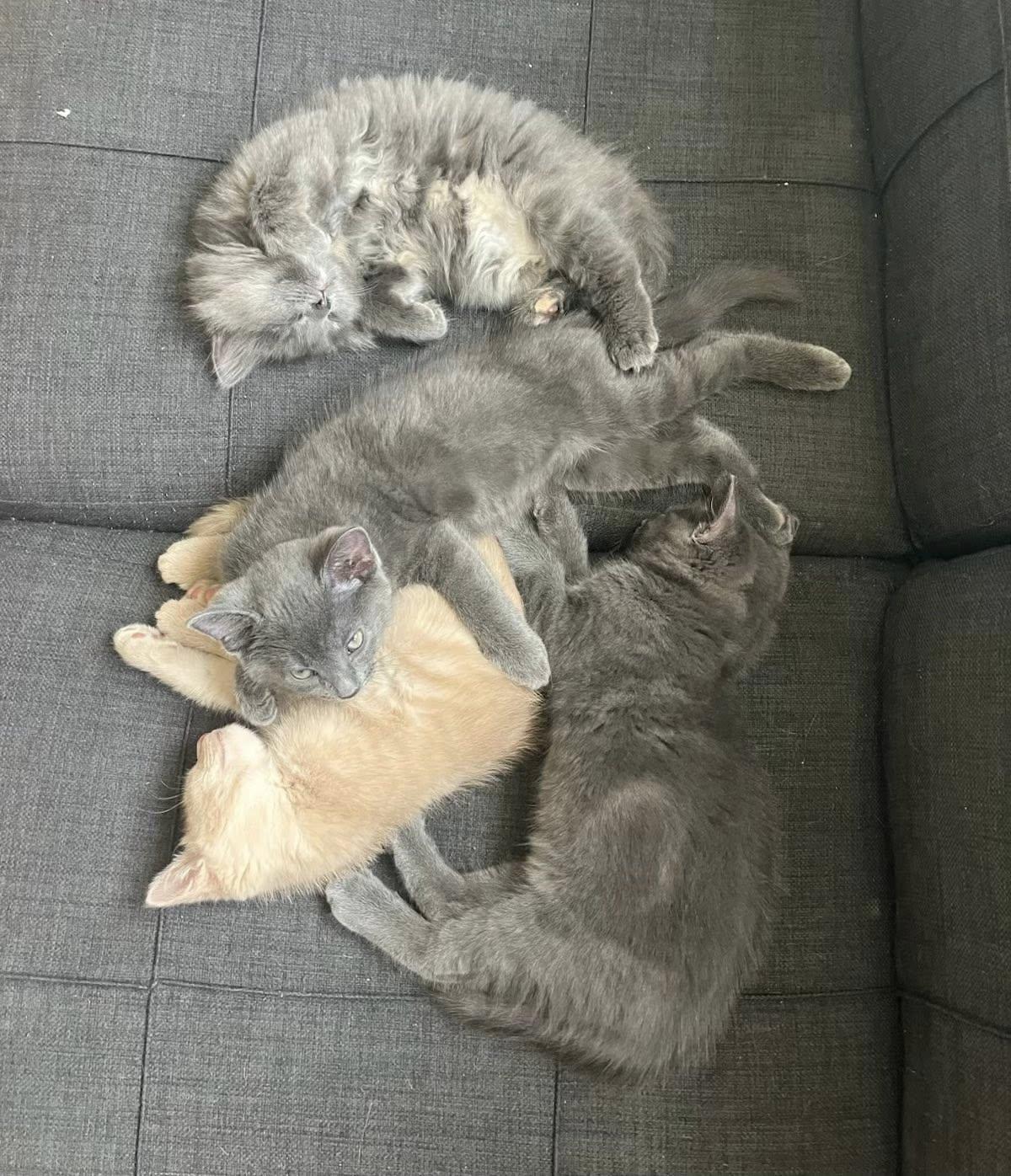 KITTENS !!! Spider, Beetle, Bumblebee, Cricket, a Adoptable Domestic Short Hair in Montreal, QC image 1/6