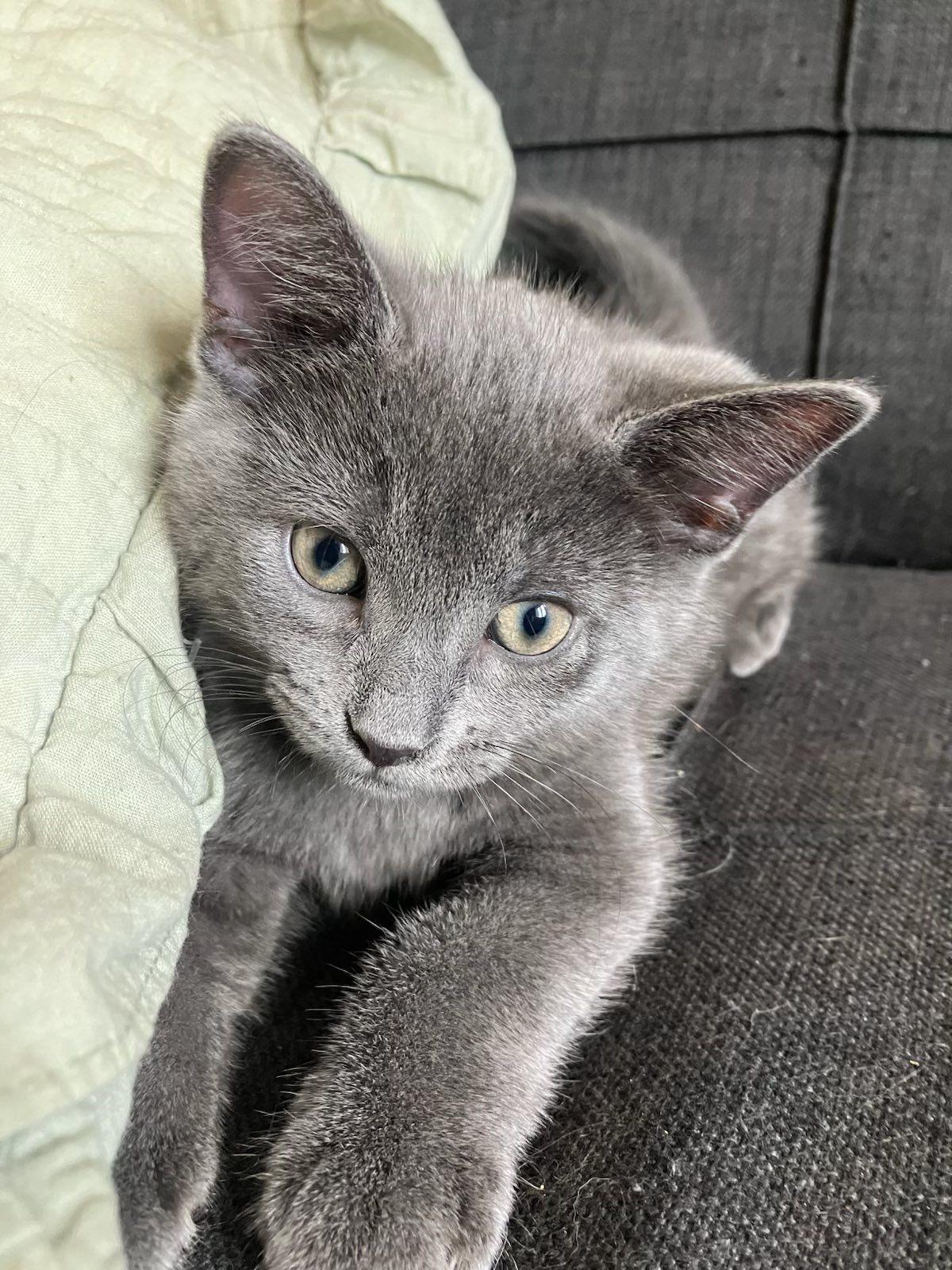 KITTENS !!! Spider, Beetle, Bumblebee, Cricket, a Adoptable Domestic Short Hair in Montreal, QC image 2/6