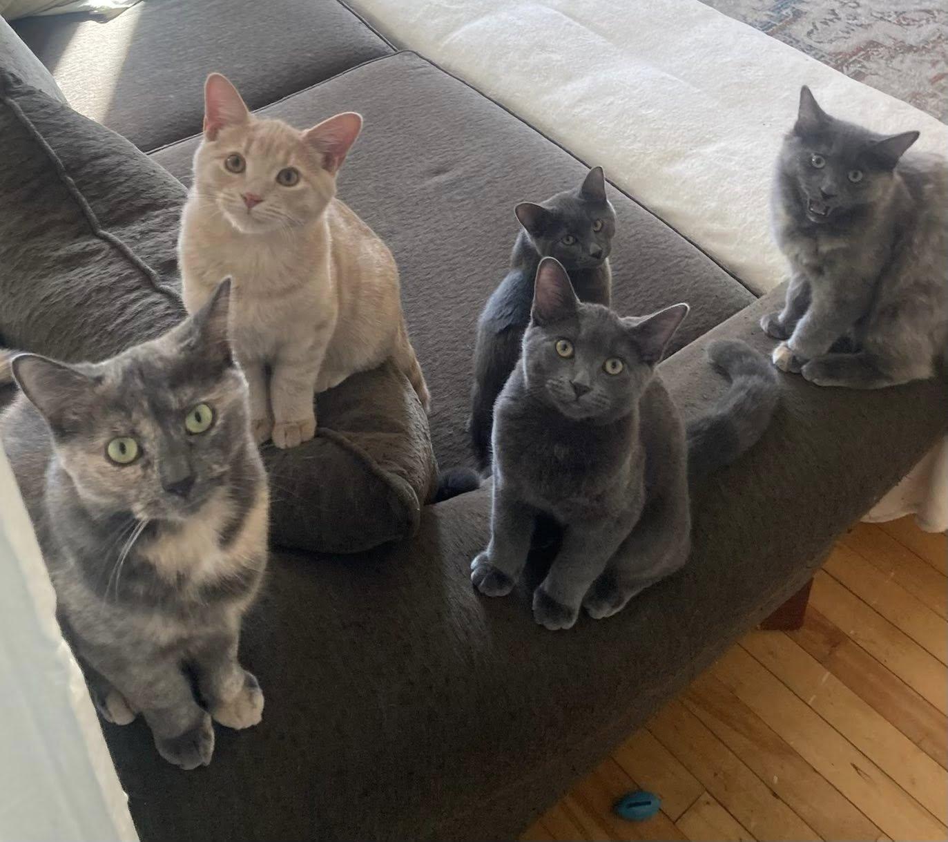 KITTENS !!! Spider, Beetle, Bumblebee, Cricket, a Adoptable Domestic Short Hair in Montreal, QC image 3/6