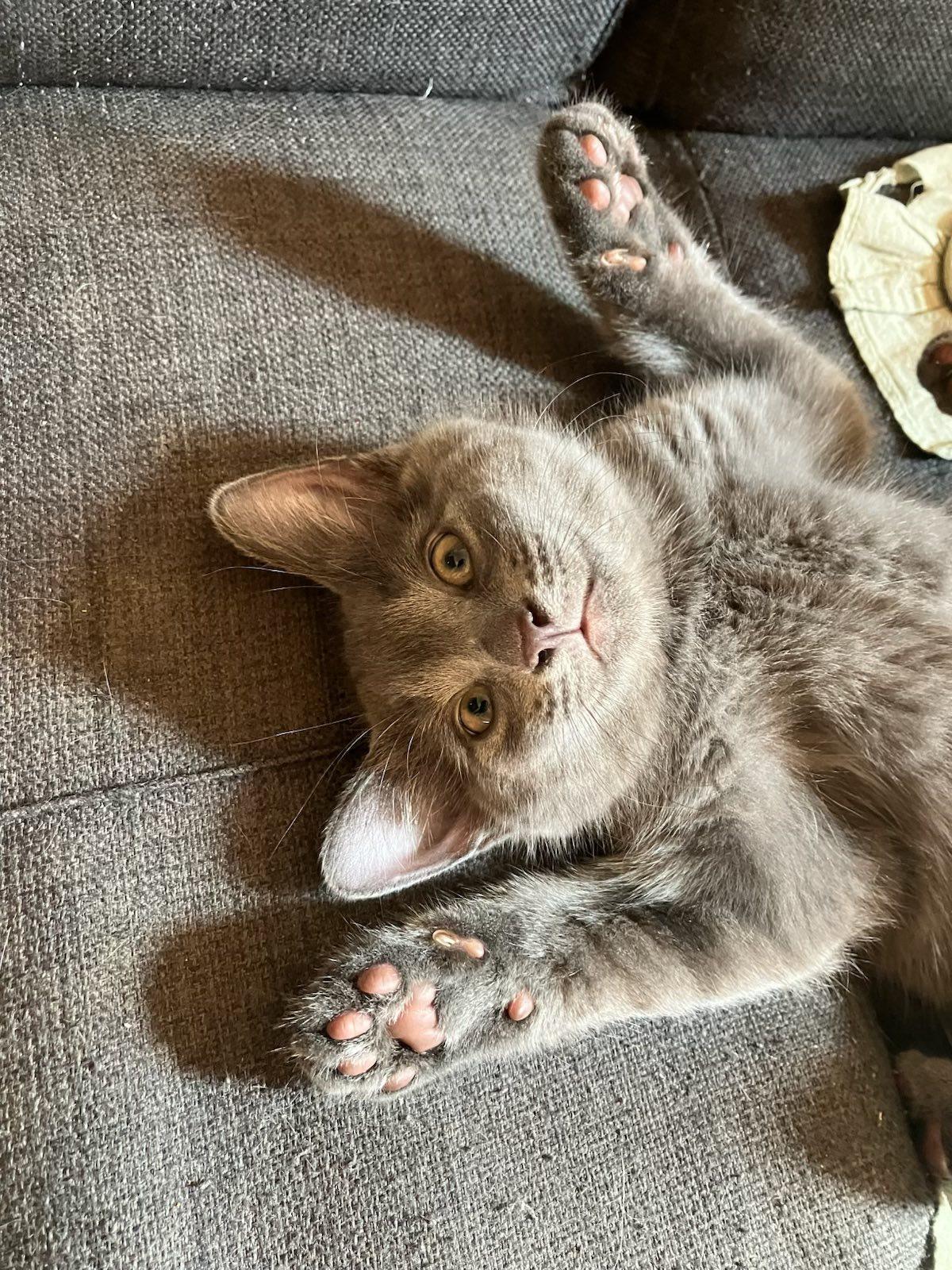 KITTENS !!! Spider, Beetle, Bumblebee, Cricket, a Adoptable Domestic Short Hair in Montreal, QC image 4/6