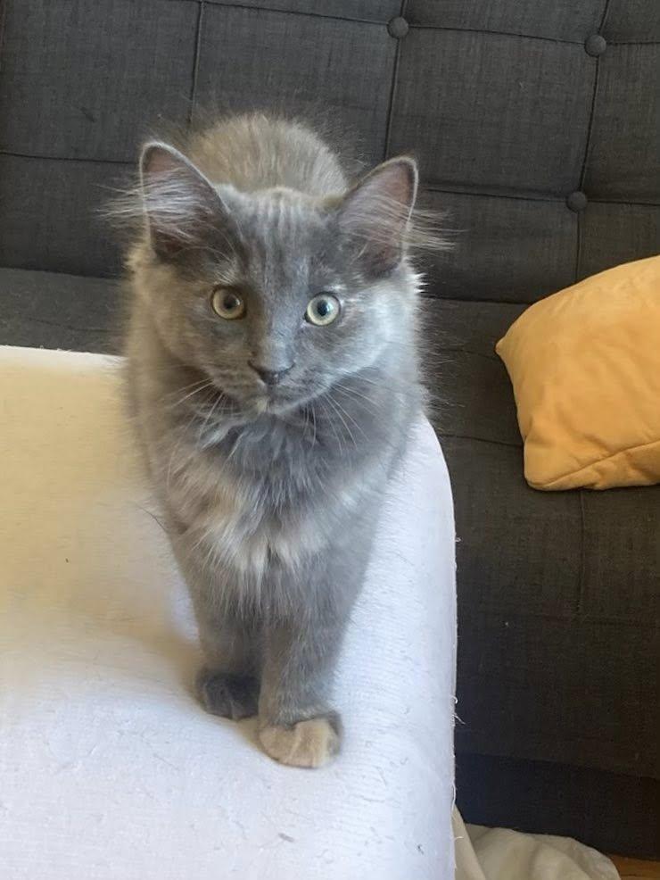 KITTENS !!! Spider, Beetle, Bumblebee, Cricket, a Adoptable Domestic Short Hair in Montreal, QC image 5/6