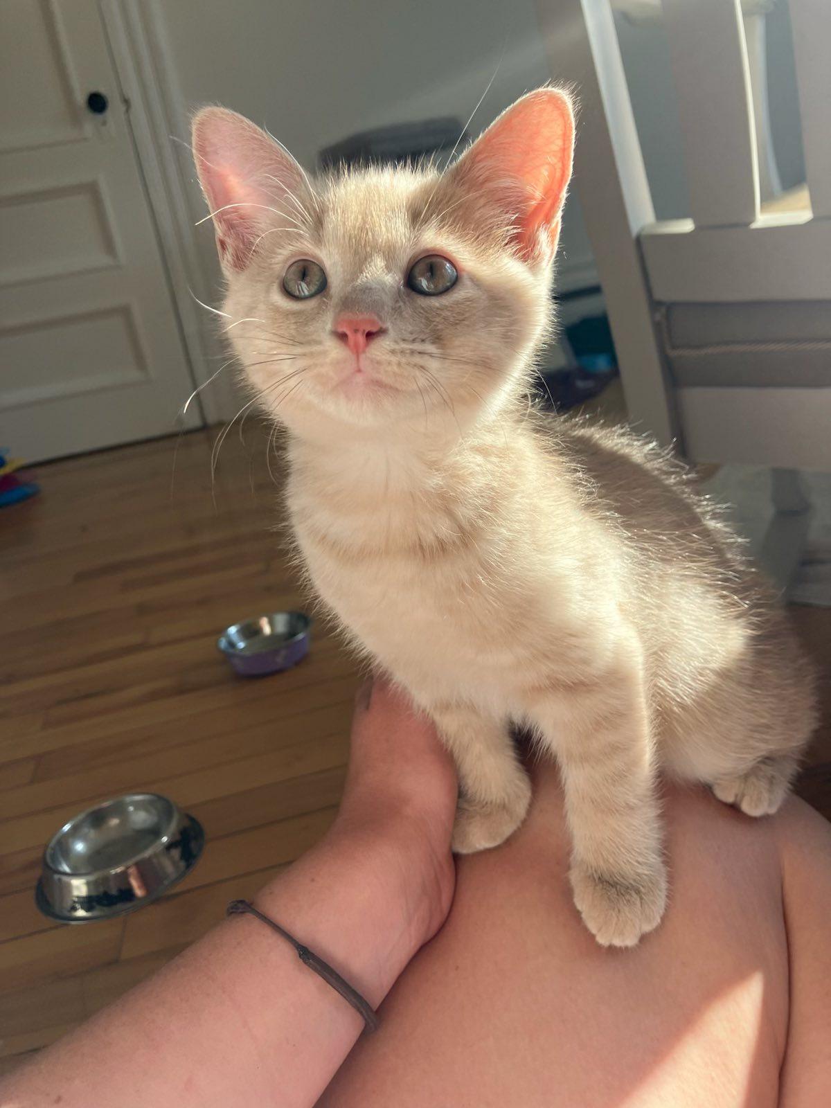 KITTENS !!! Spider, Beetle, Bumblebee, Cricket, a Adoptable Domestic Short Hair in Montreal, QC image 6/6