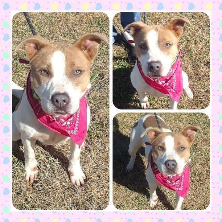 ARIEL, a Adopted mixed breed in Rayne, LA image 1/4