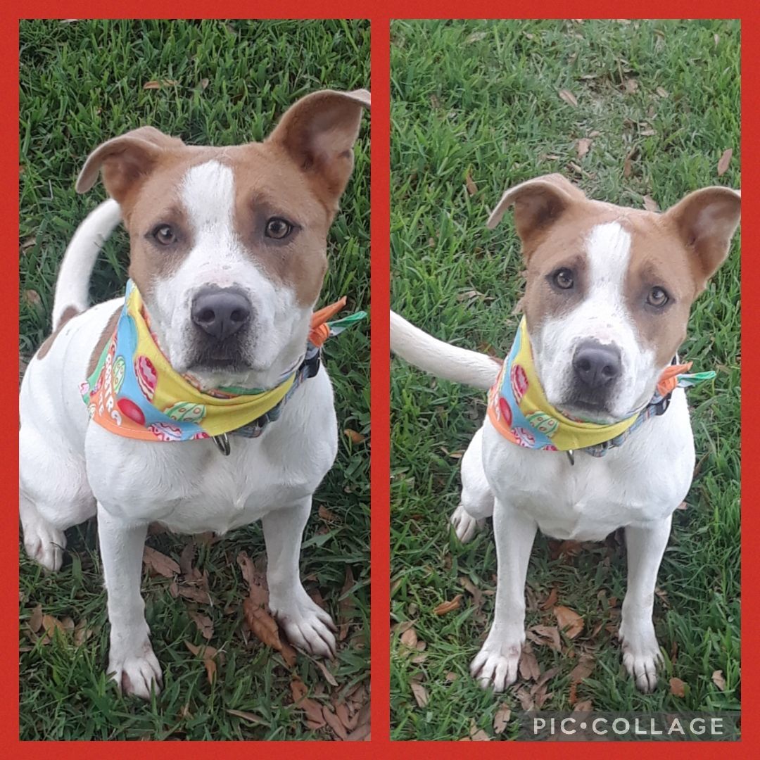 ARIEL, a Adopted mixed breed in Rayne, LA image 2/4