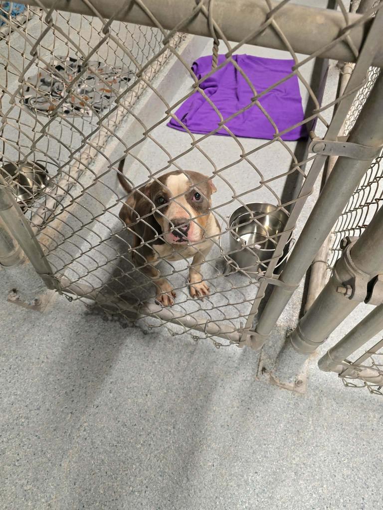 Enlarge BL, a Adoptable mixed breed in Livingston, LA image 1/2