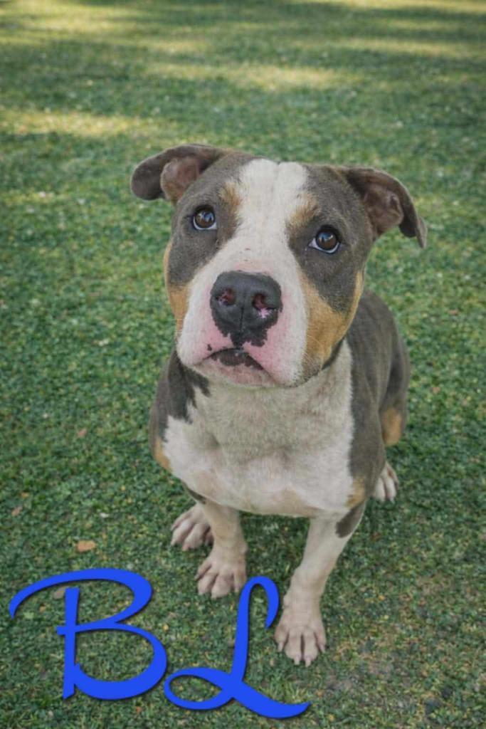 Enlarge BL, a Adoptable mixed breed in Livingston, LA image 2/2