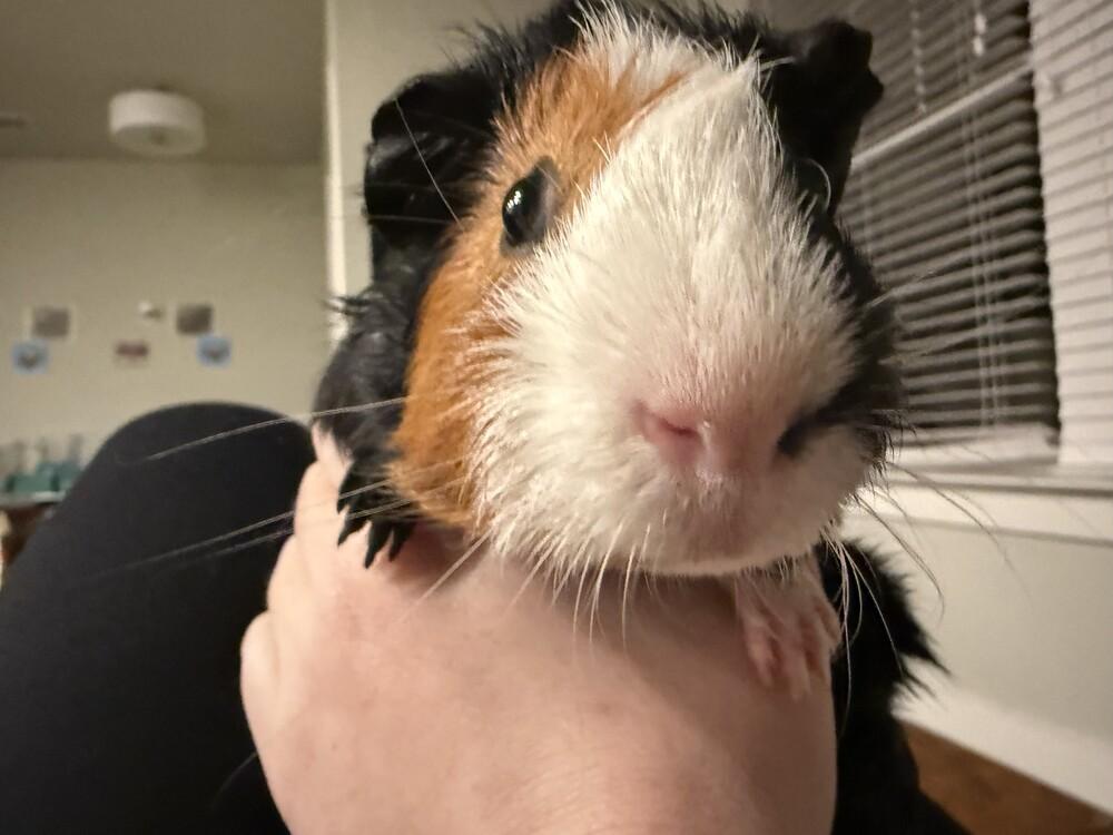 Enlarge Prince, a ADOPTABLE Guinea Pig in Austin, TX image 2/4