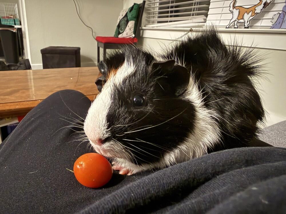 Enlarge Prince, a ADOPTABLE Guinea Pig in Austin, TX image 3/4