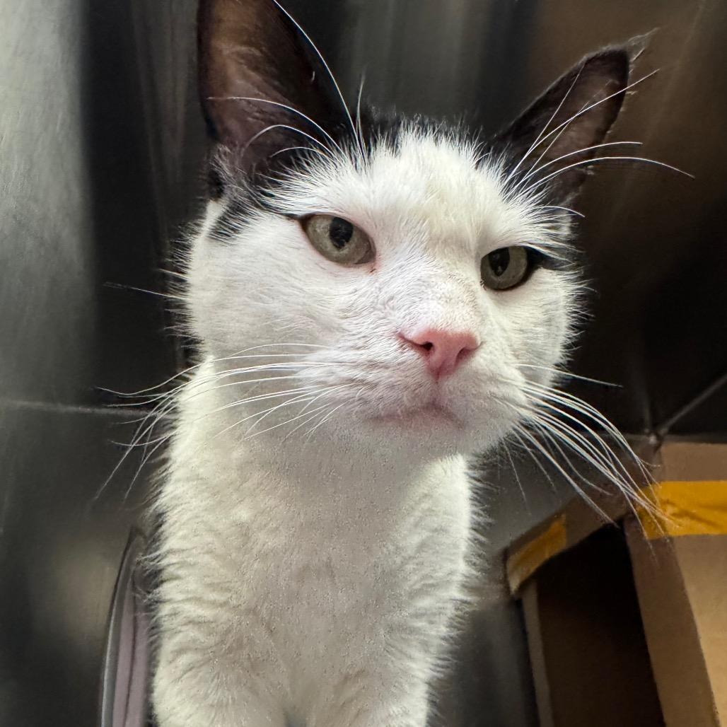 Solo, Adoptable, Senior Male Domestic Medium Hair.