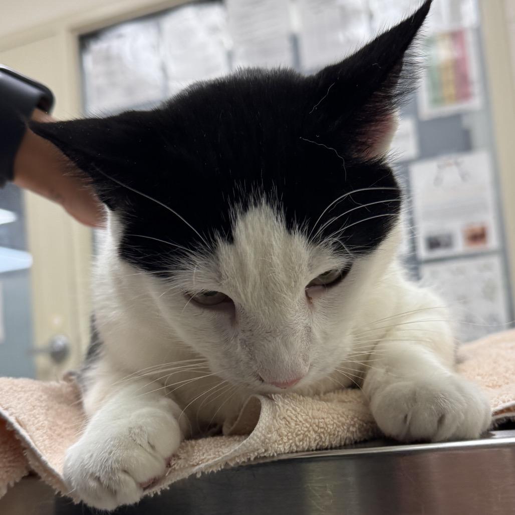 Enlarge Solo, a Adoptable Domestic Medium Hair in Murray, UT image 2/2