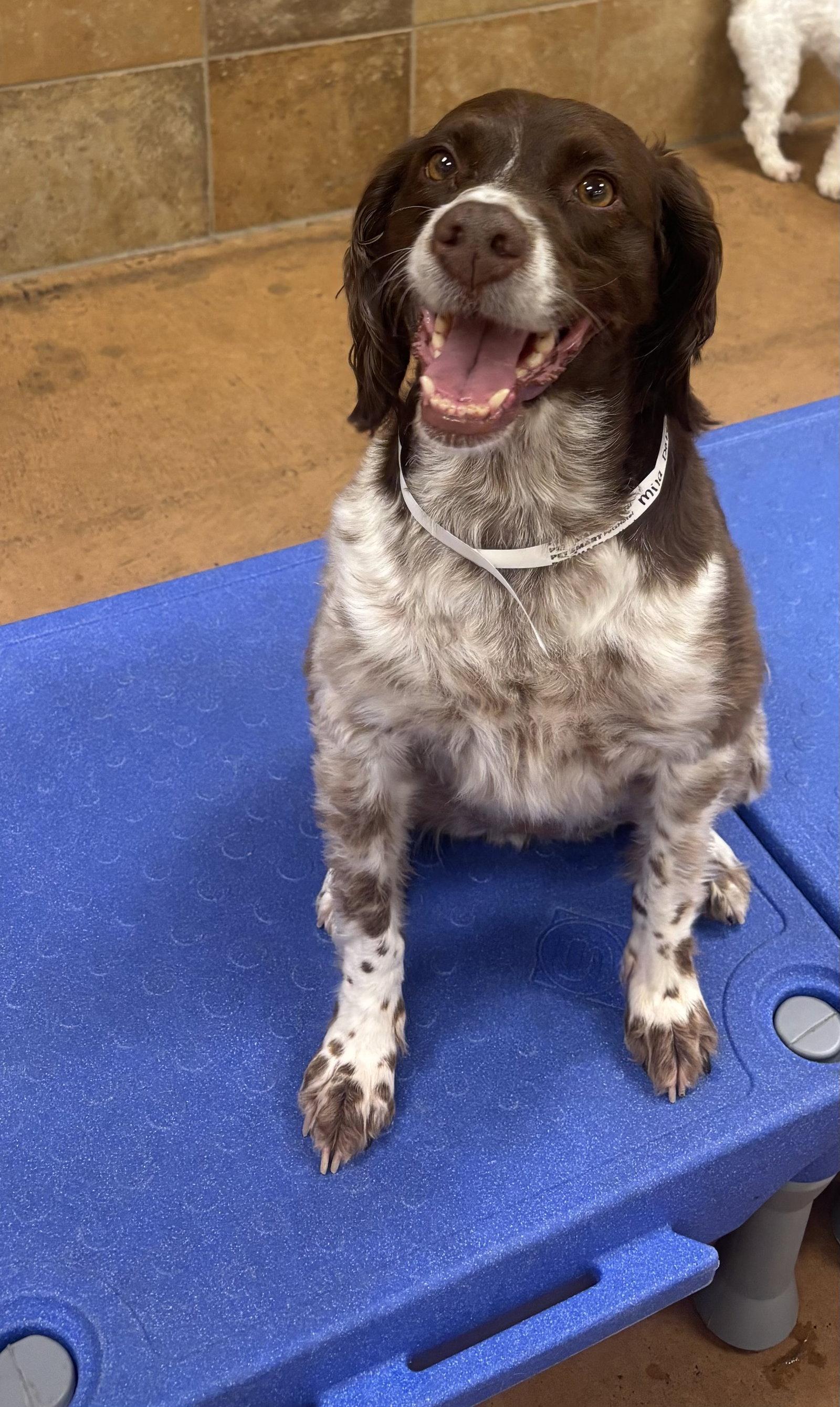 Enlarge MI/Miley, a Adopted Brittany Spaniel in Baldwinsville, NY image 1/1