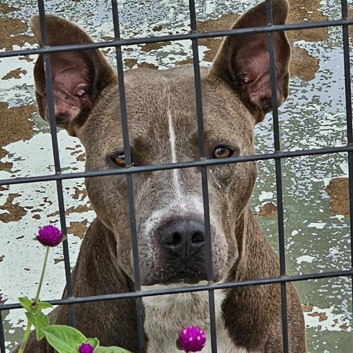 Adele, adopted, Adult Female Pit Bull Terrier.