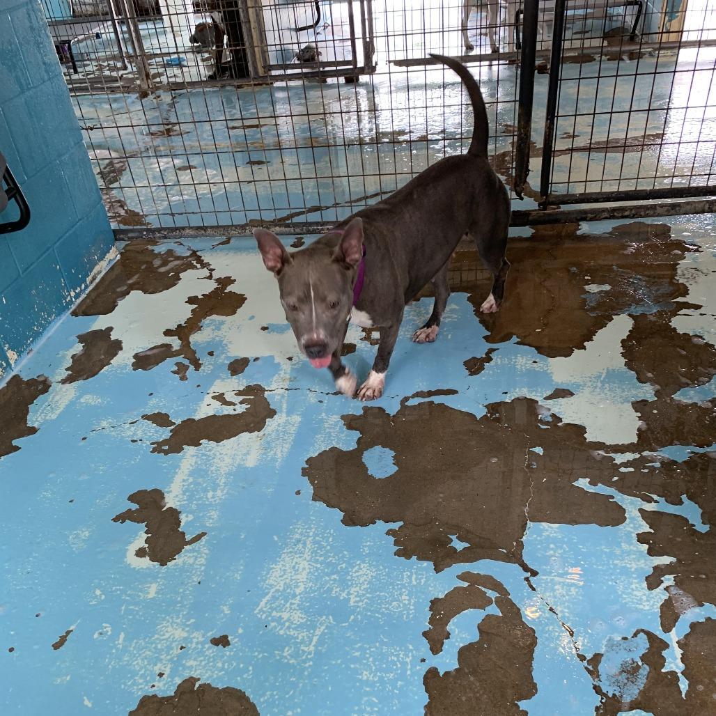 Adele, an adopted Pit Bull Terrier in Hearne, TX image 2/2