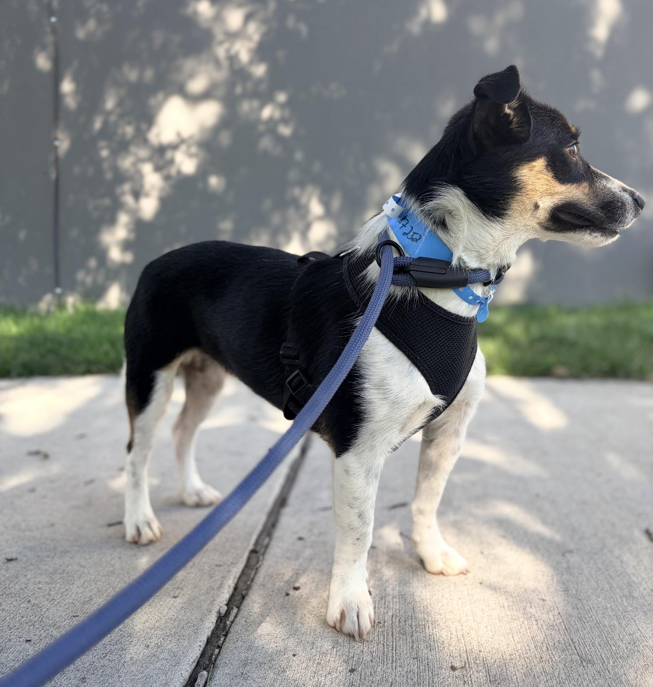 Choji, Adopted, Adult Male Cardigan Welsh Corgi & Jack Russell Terrier.