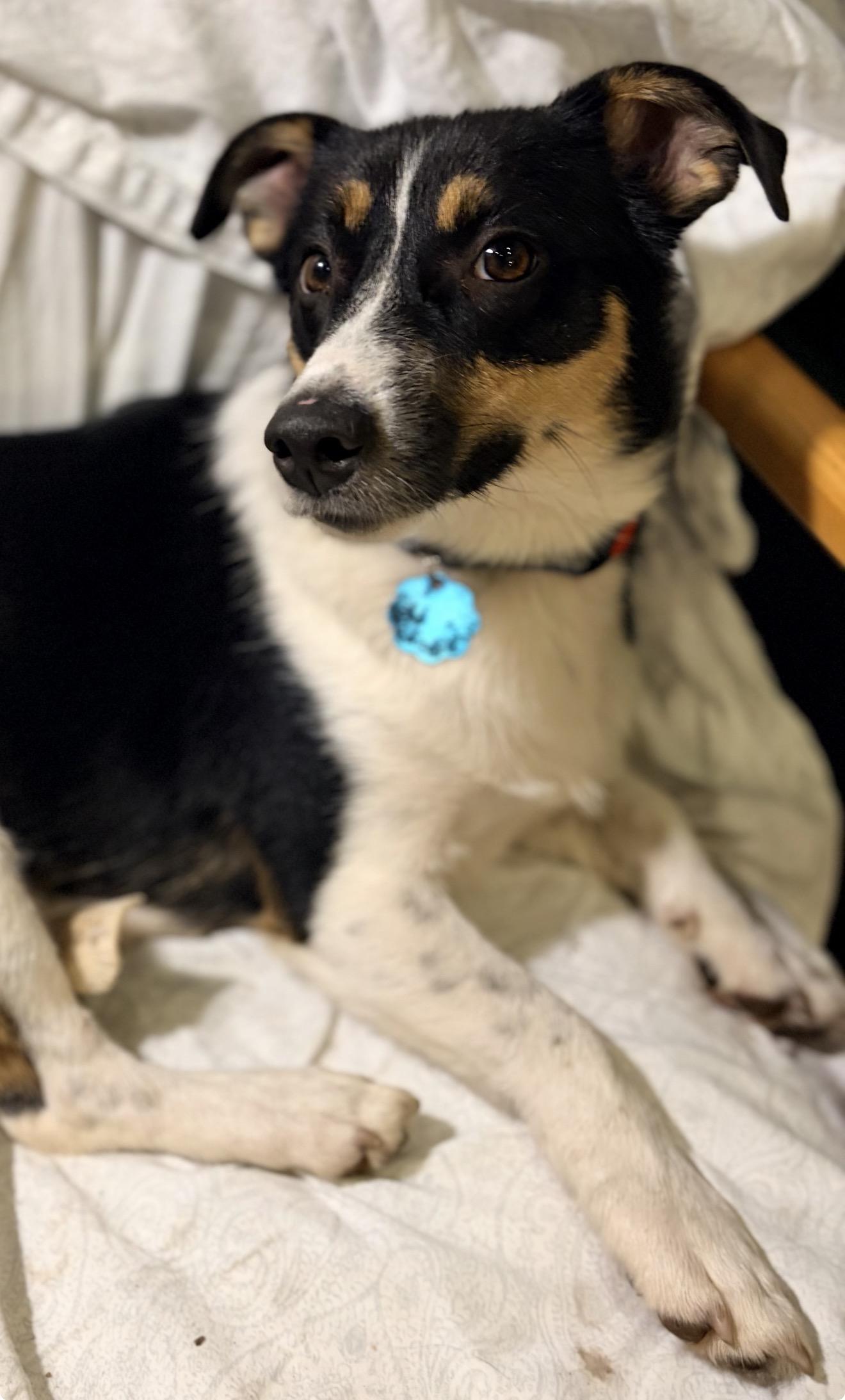 Enlarge Choji, a Adopted mixed breed in Troy, MI image 2/6