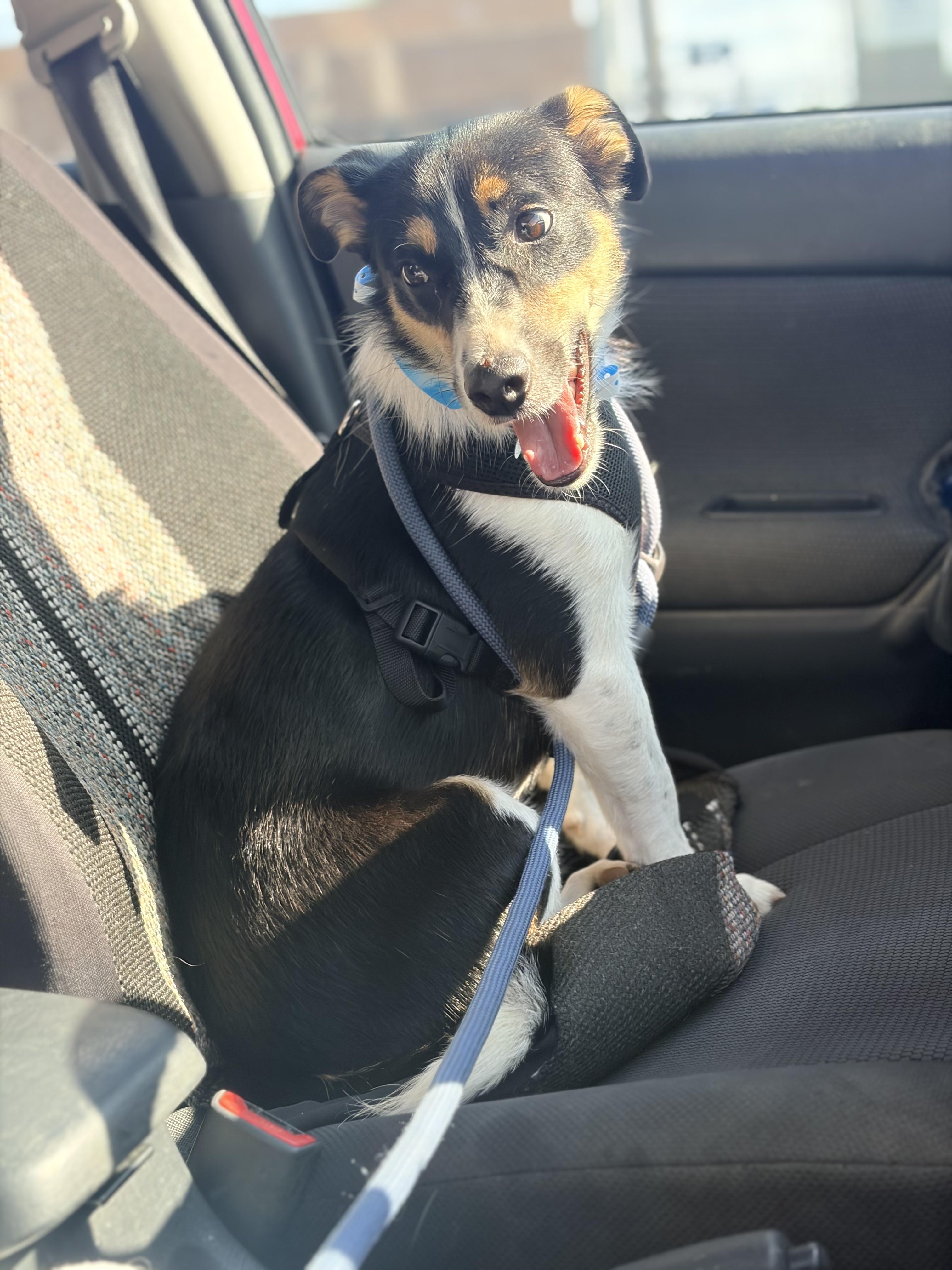 Enlarge Choji, a Adopted mixed breed in Troy, MI image 4/6