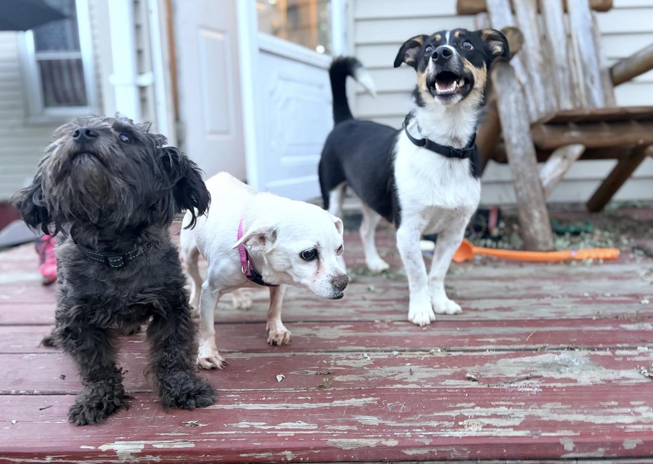 Enlarge Choji, a Adopted mixed breed in Troy, MI image 5/6