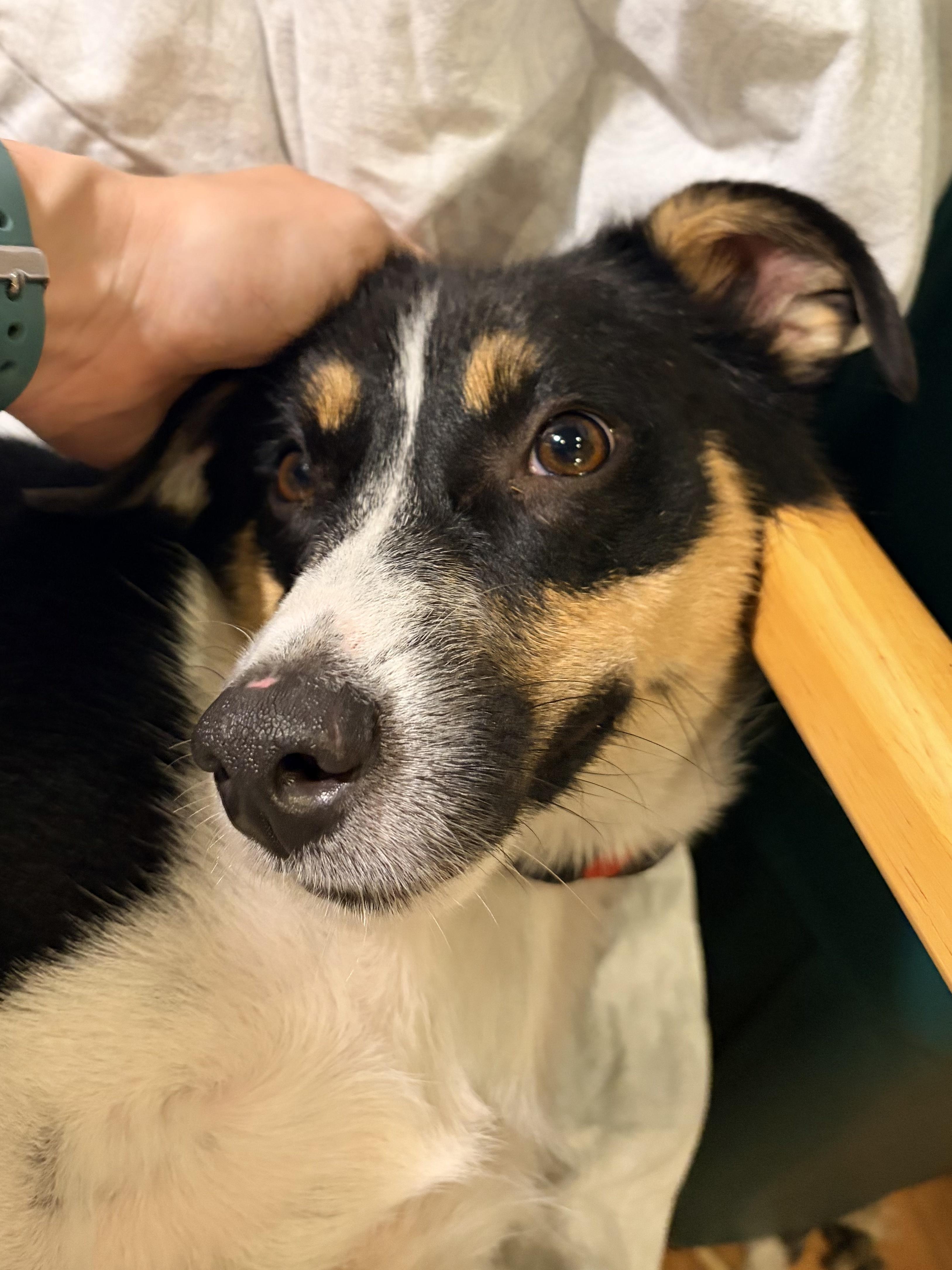 Enlarge Choji, a Adopted mixed breed in Troy, MI image 6/6