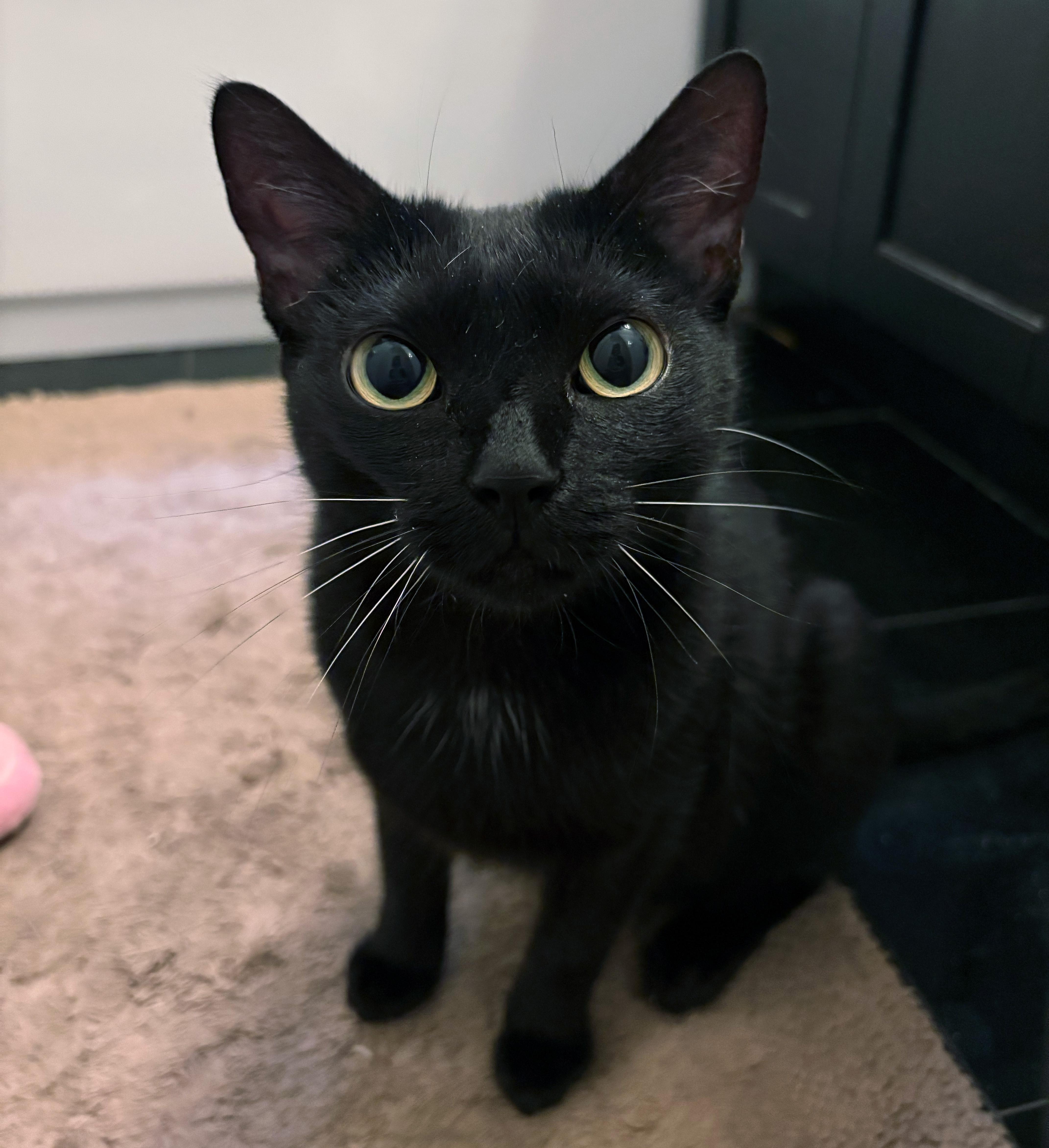 Monkey, a ADOPTABLE American Shorthair in New York, NY image 5/6