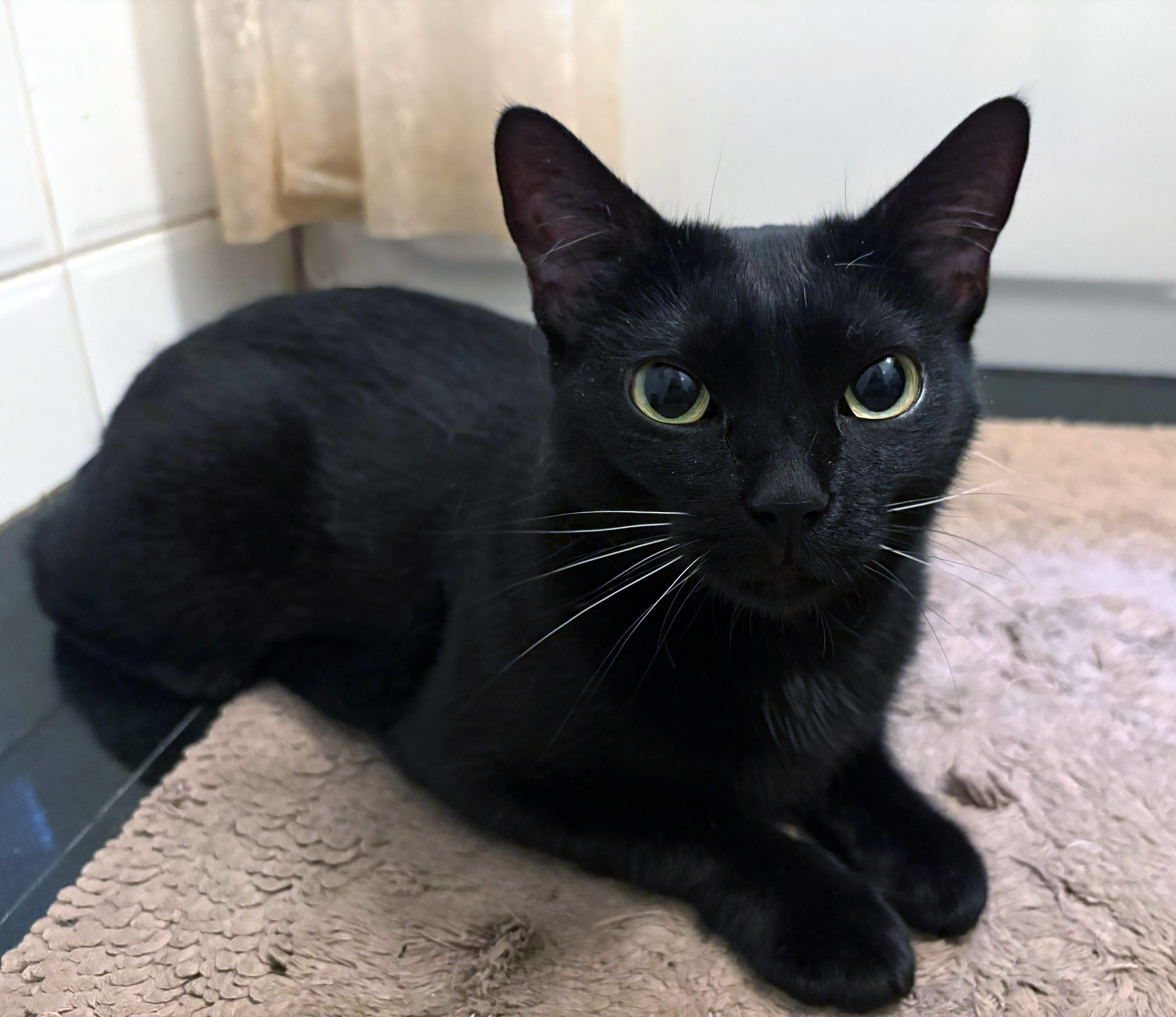 Monkey, a ADOPTABLE American Shorthair in New York, NY image 3/6