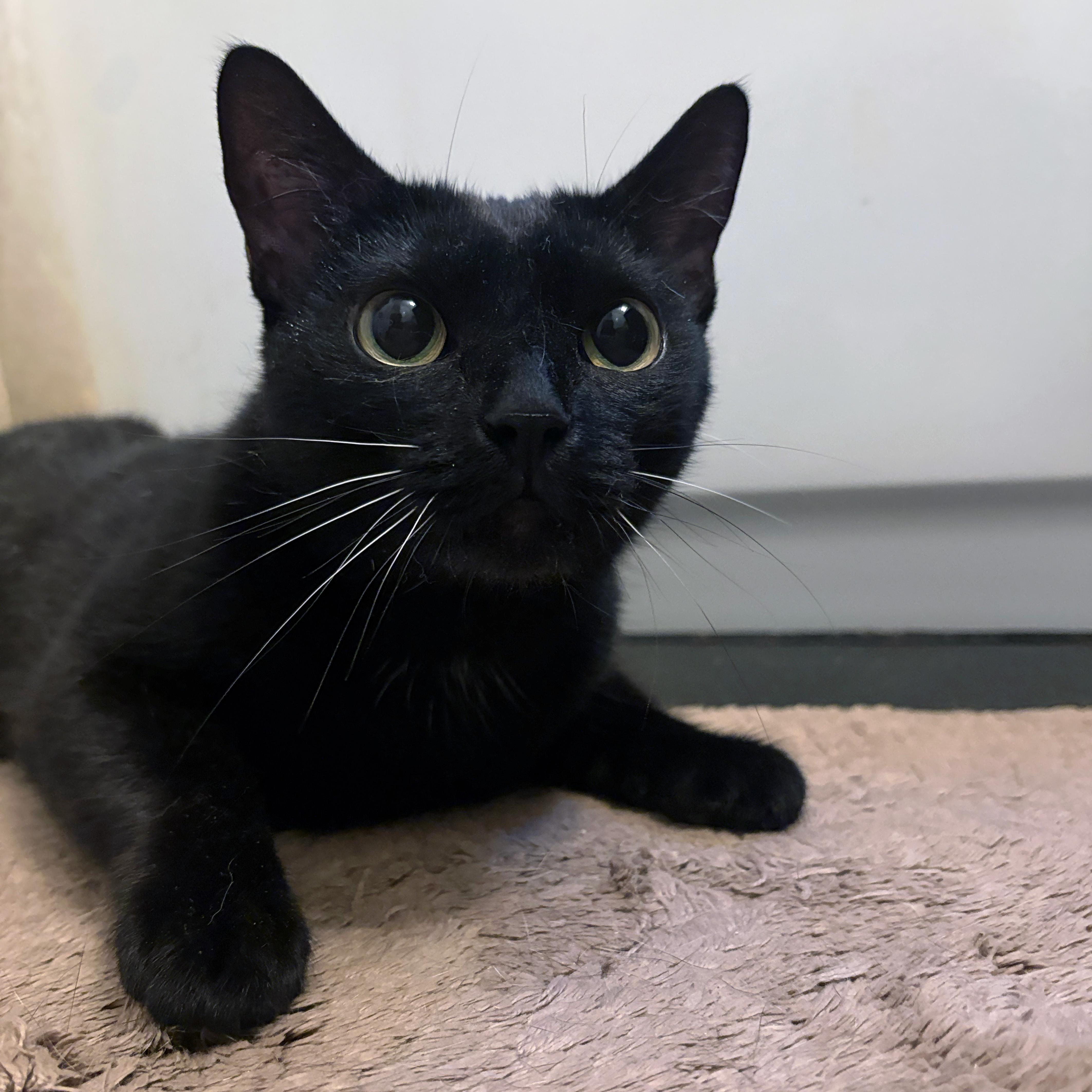 Monkey, a ADOPTABLE American Shorthair in New York, NY image 2/6