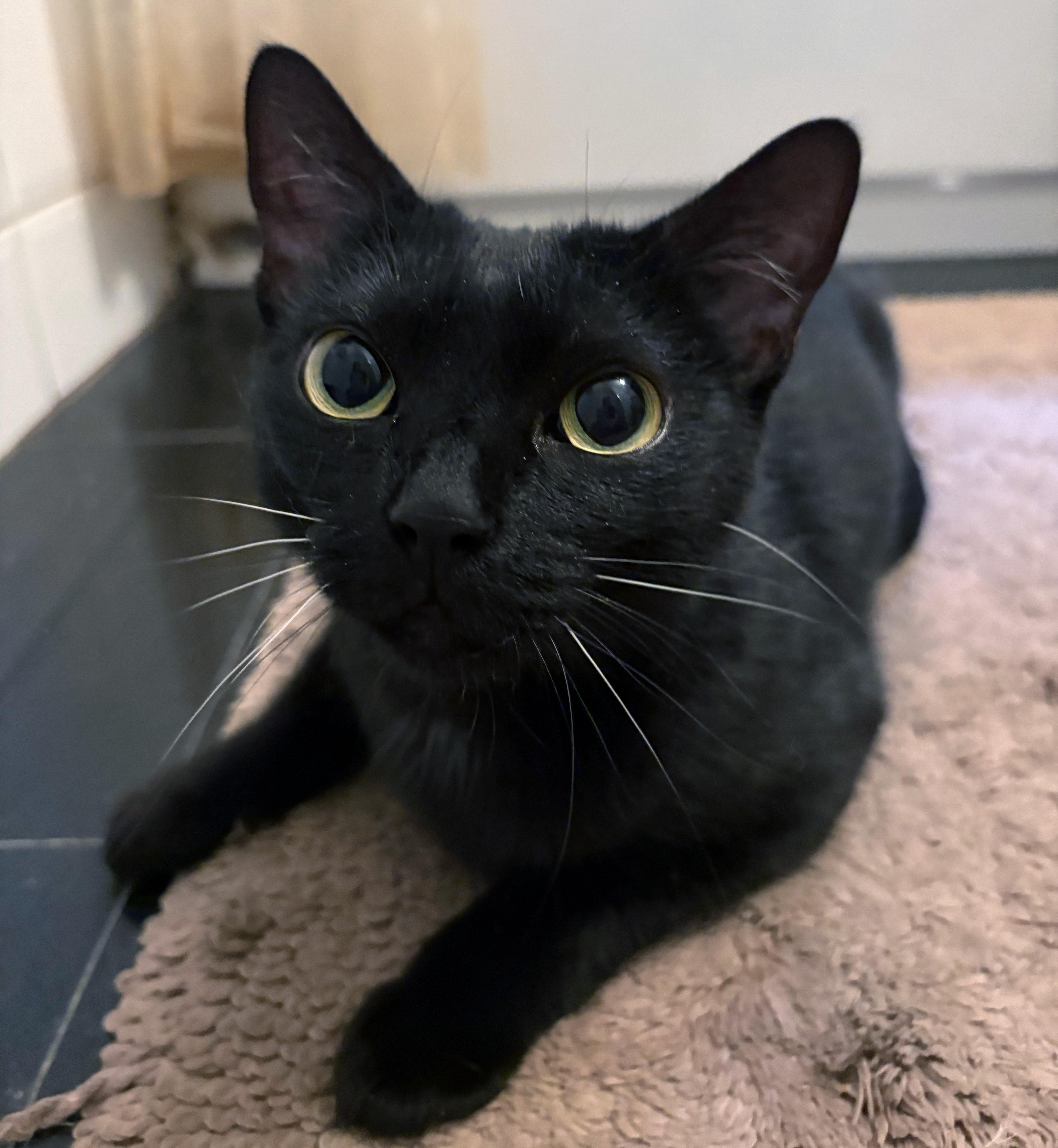 Monkey, ADOPTABLE, Kitten Female American Shorthair.