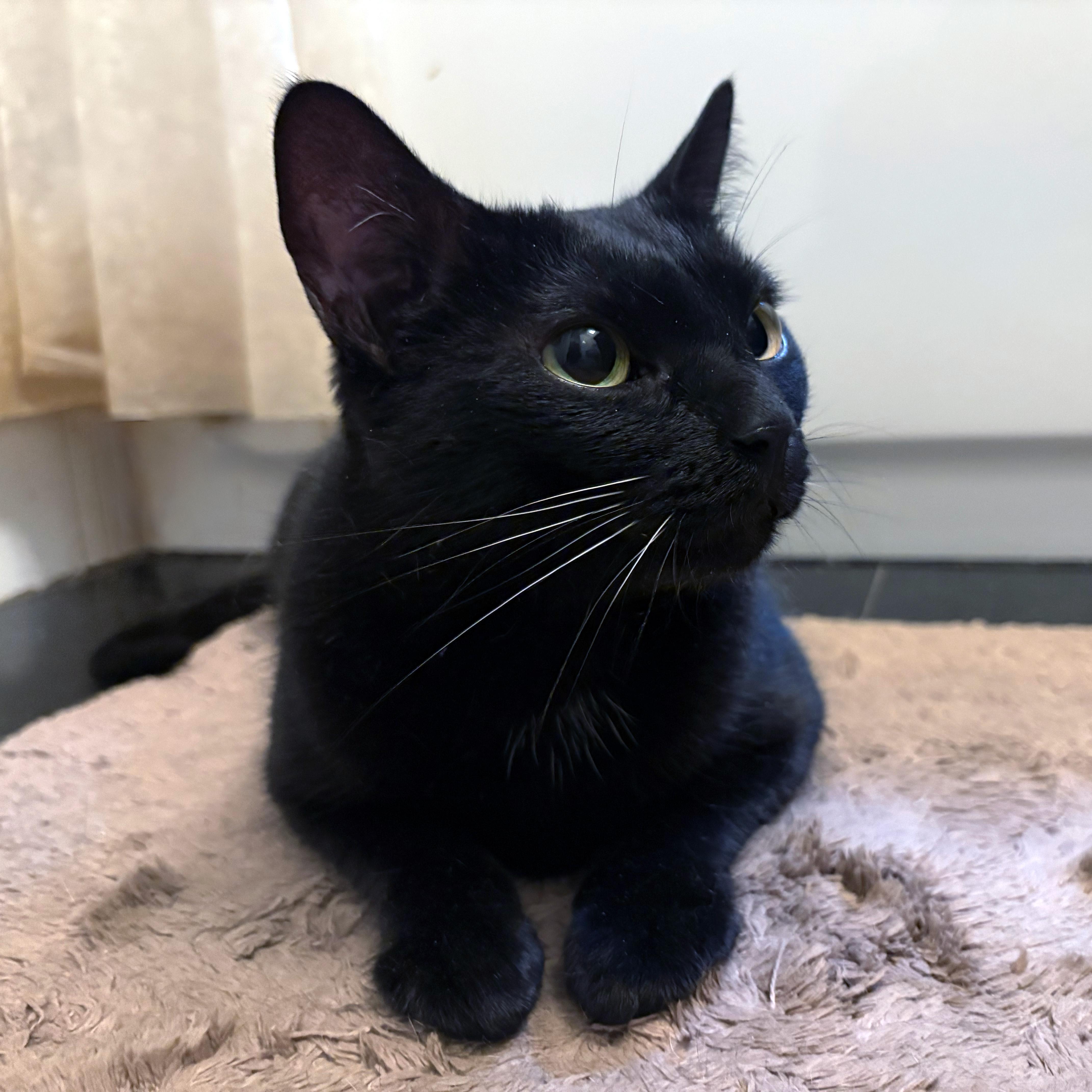 Monkey, a ADOPTABLE American Shorthair in New York, NY image 6/6