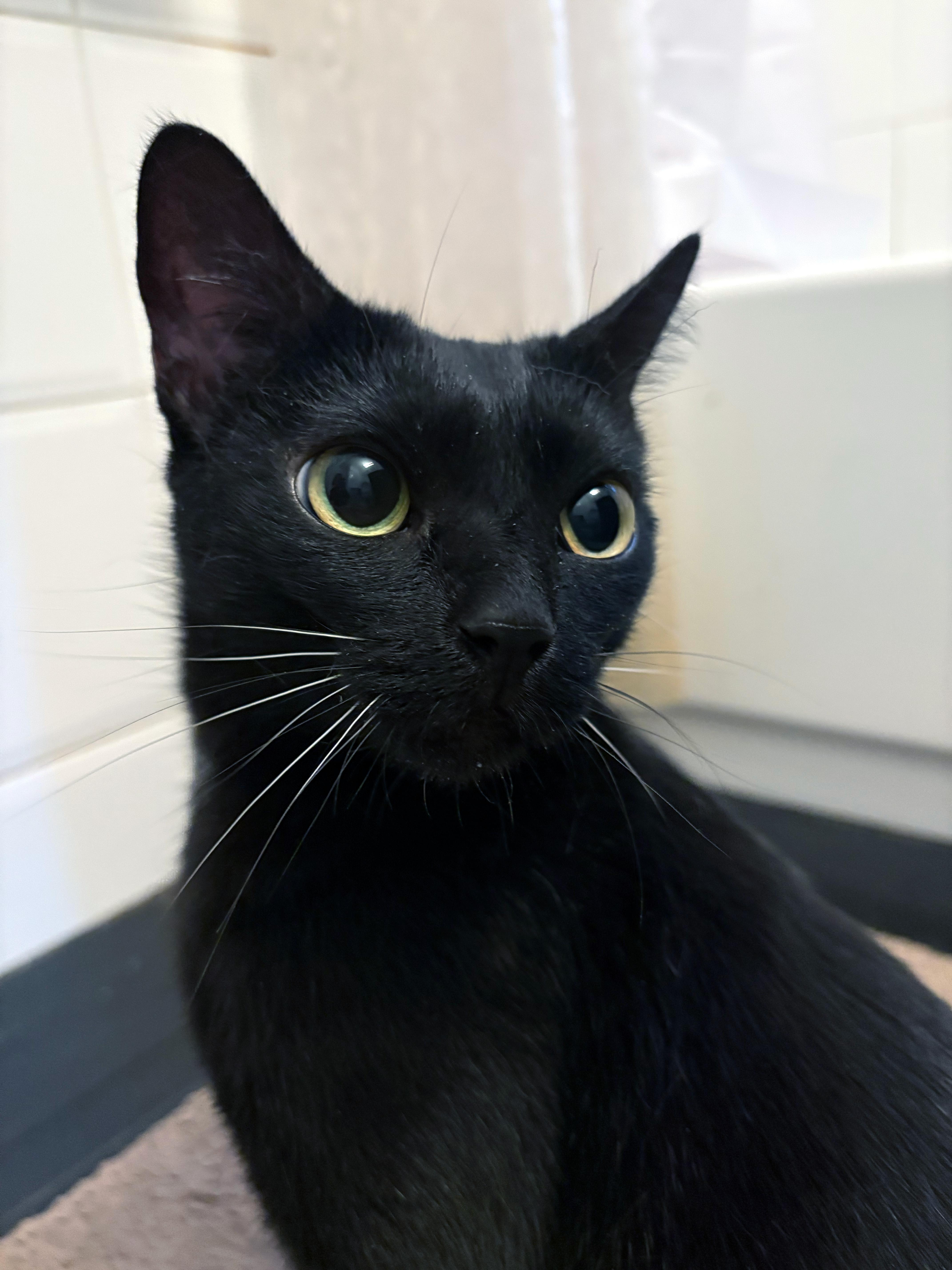 Monkey, a ADOPTABLE American Shorthair in New York, NY image 4/6