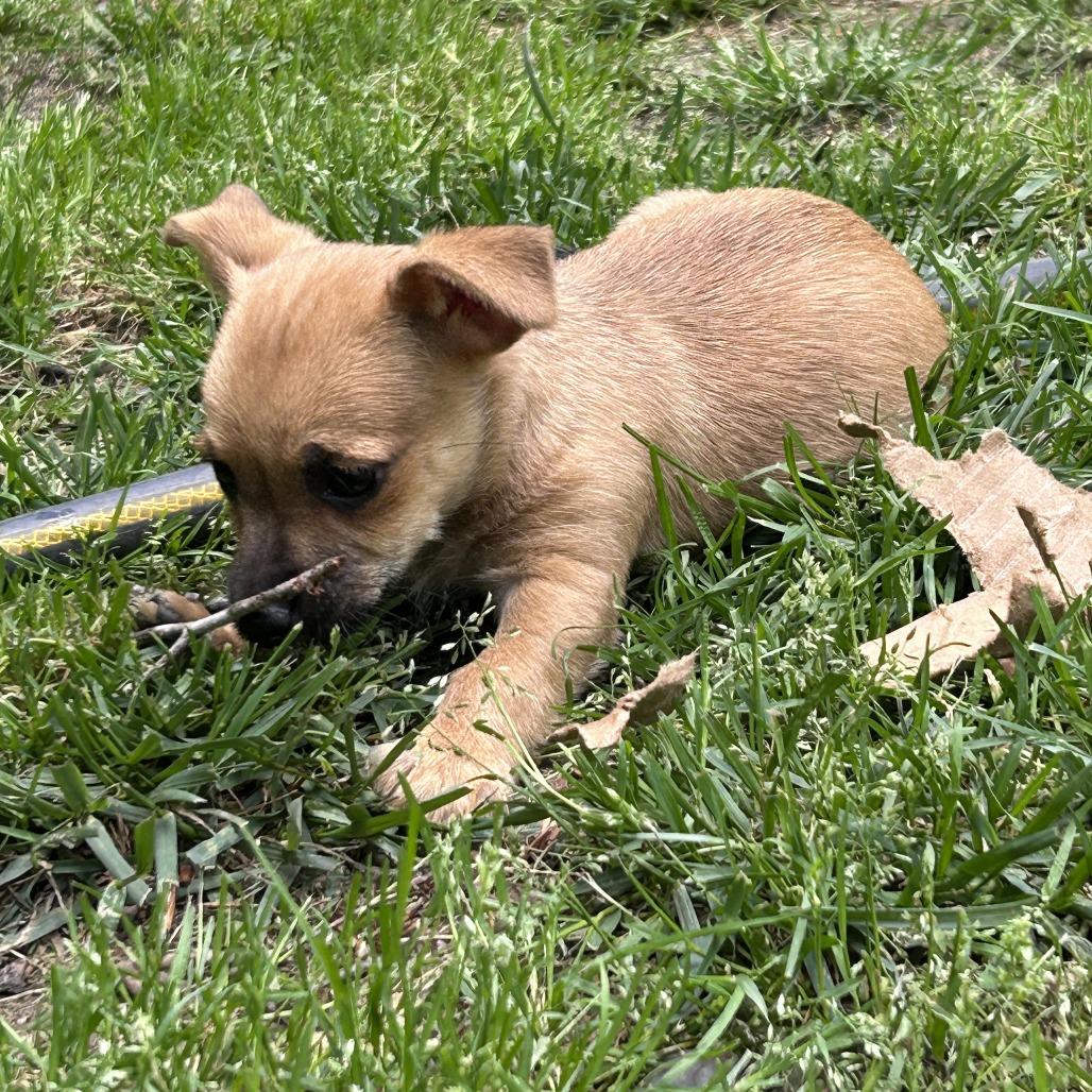 Enlarge Kirby, a Adoptable Chihuahua in Raleigh, NC image 1/4