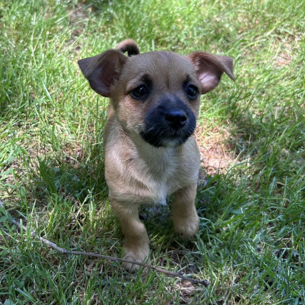 Enlarge Kirby, a Adoptable Chihuahua in Raleigh, NC image 2/4