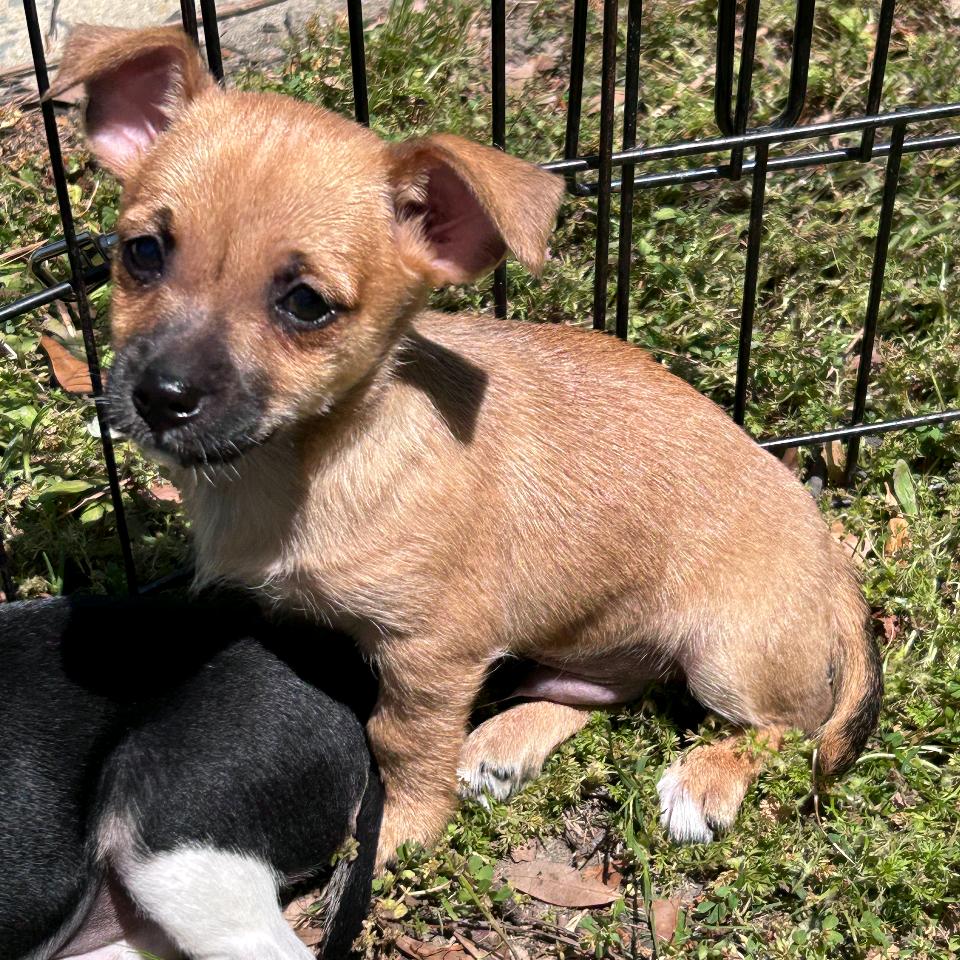 Enlarge Kirby, a Adoptable Chihuahua in Raleigh, NC image 3/4