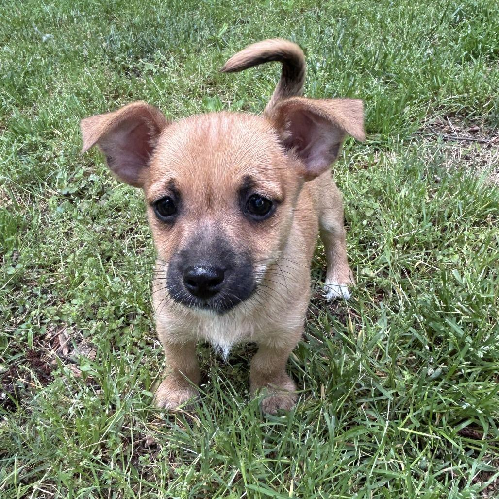 Enlarge Kirby, a Adoptable Chihuahua in Raleigh, NC image 4/4
