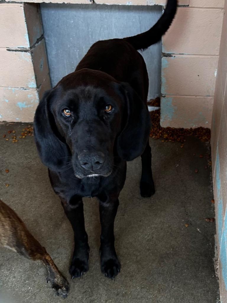 Enlarge Boomer, a Adoptable Labrador Retriever in Gautier, MS image 1/1